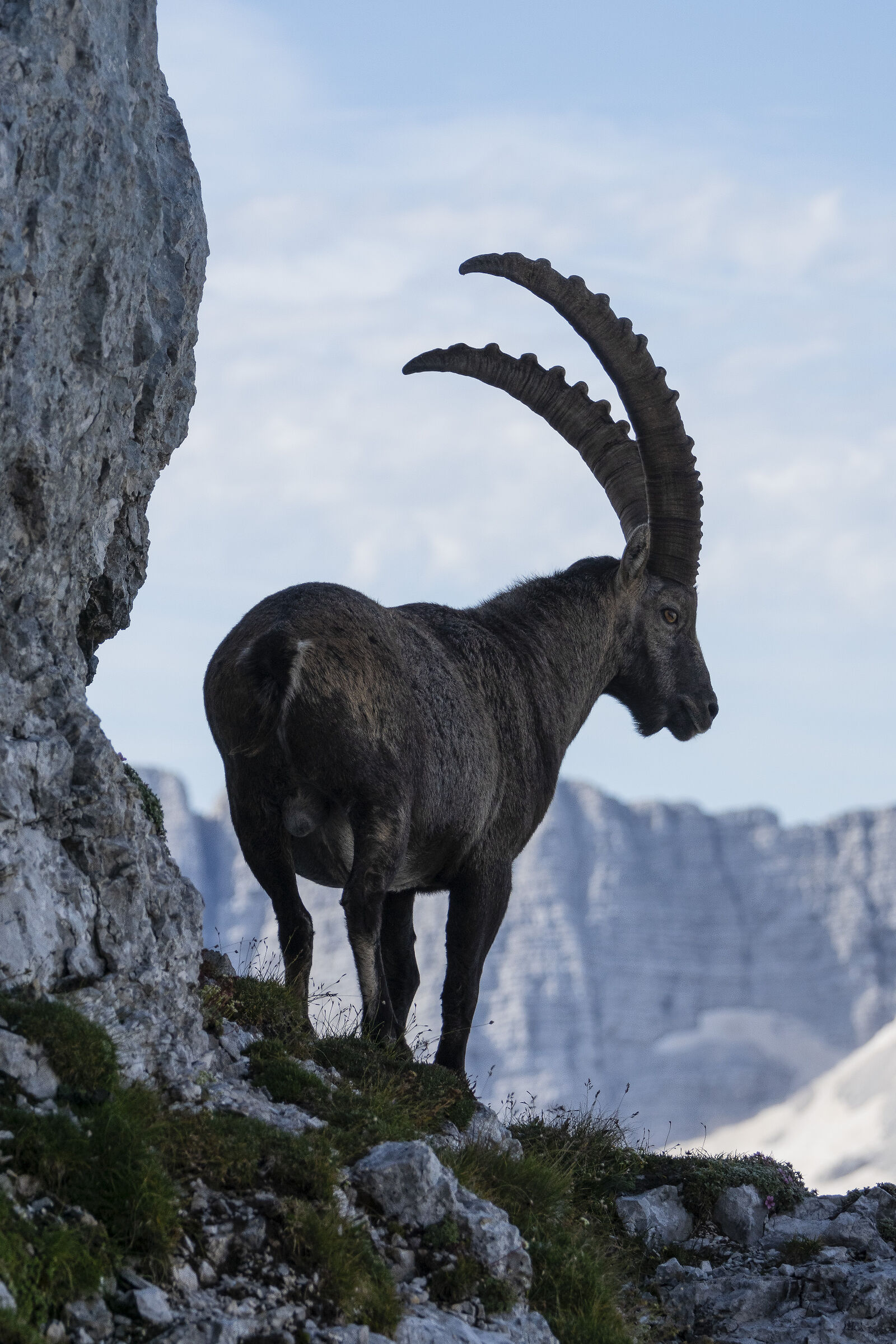 Ibex, Contoluce Julian Alps