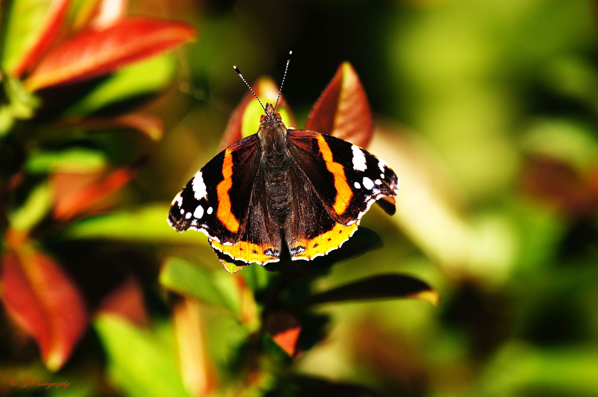 Vanessa Atalanta