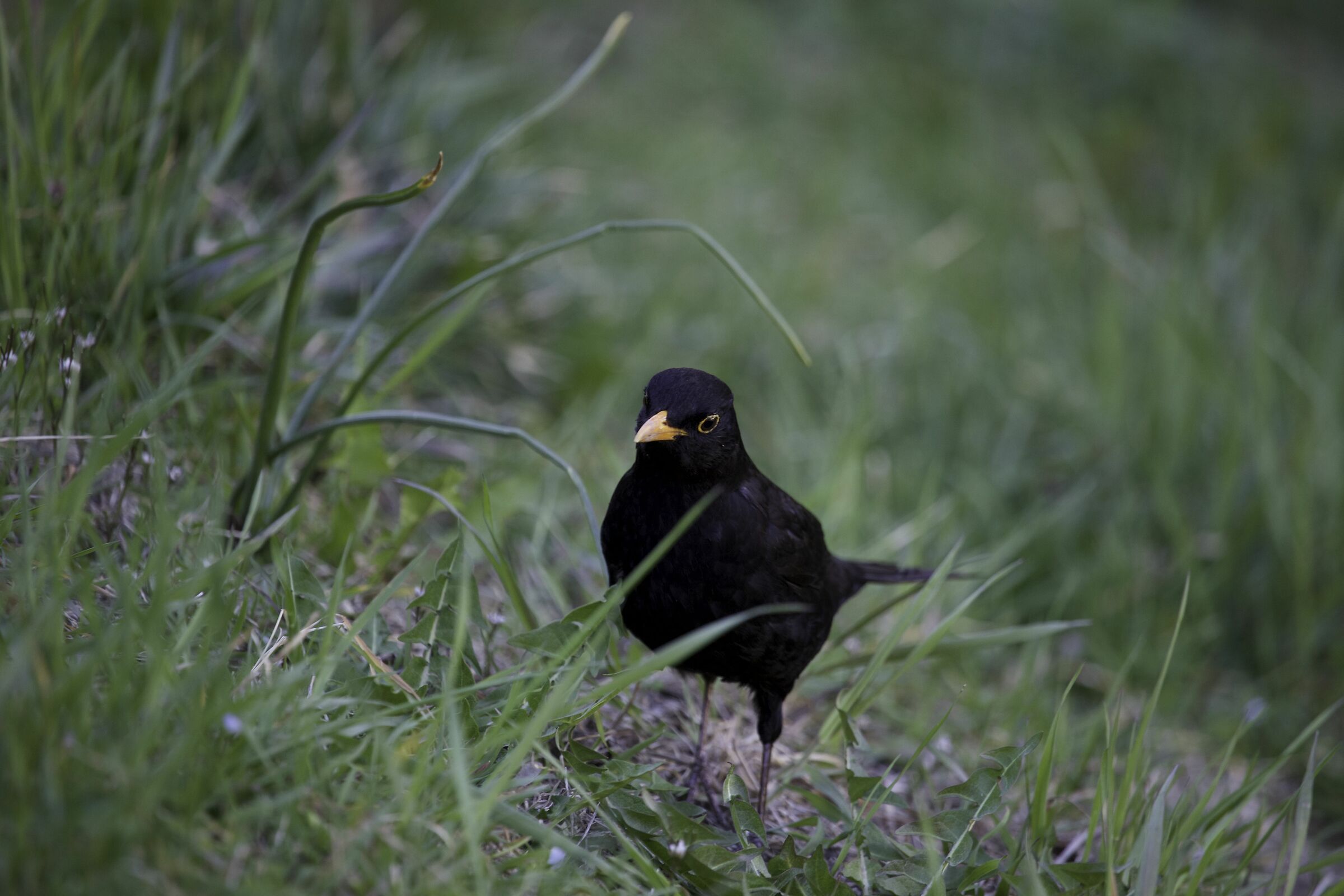 Male Blackbird