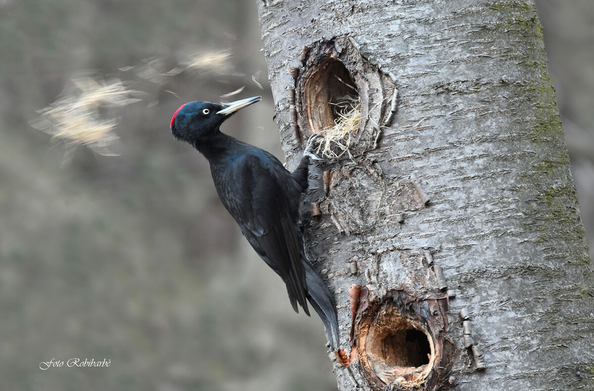 Black Woodpeckers...
