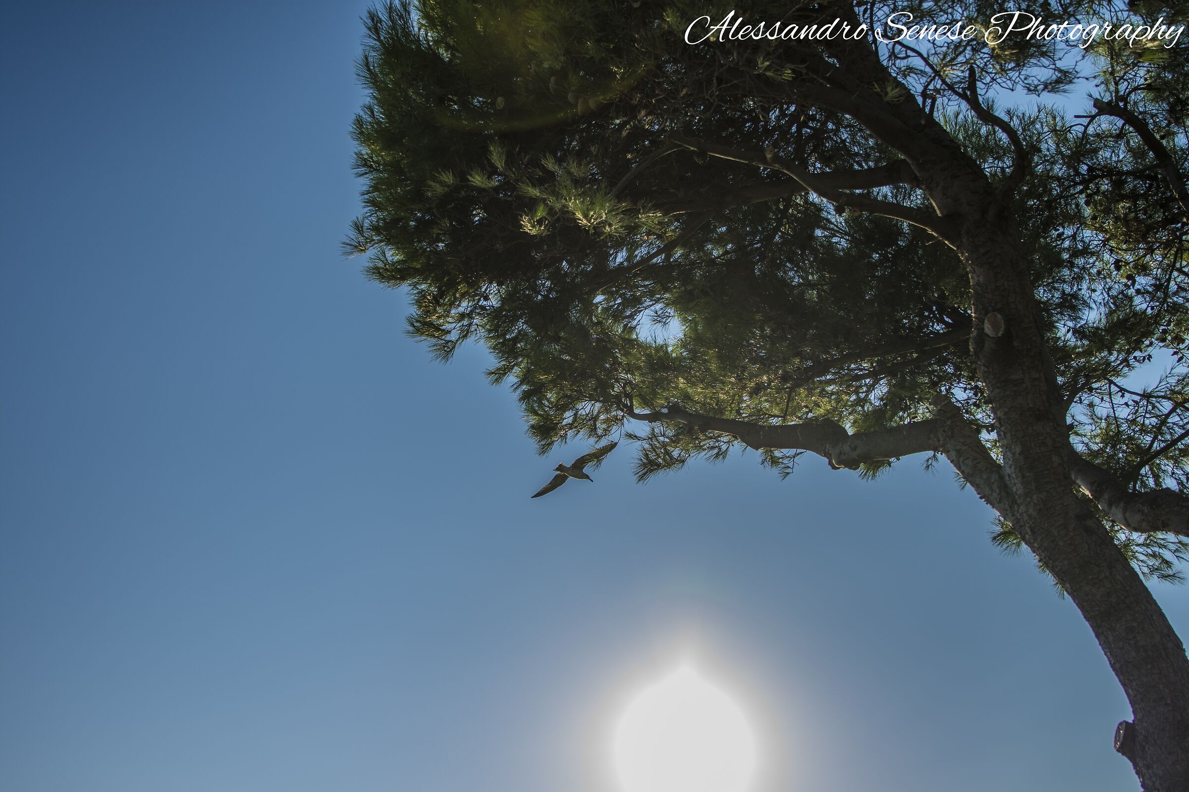 Libertà d'espressione