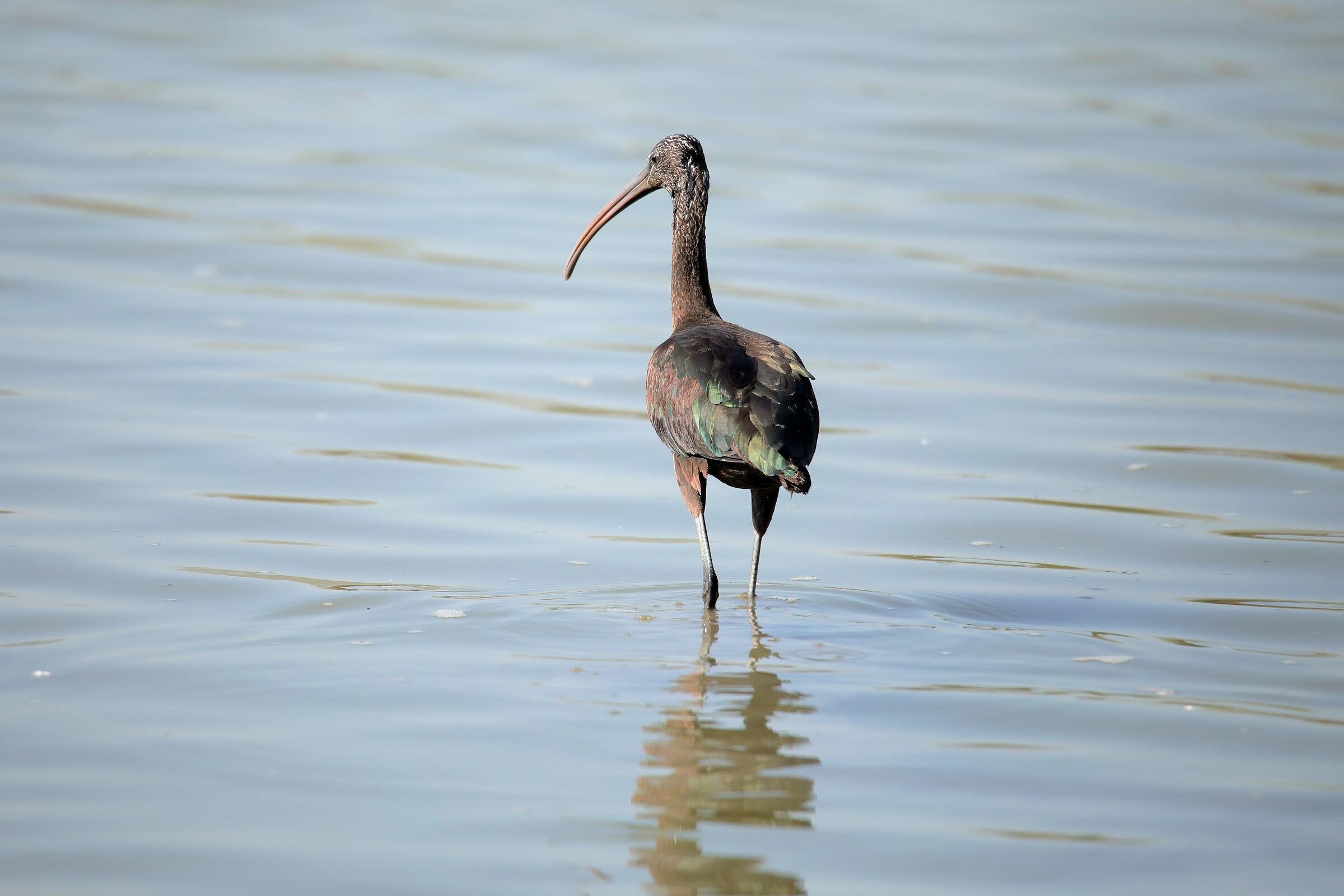 Glossy Ibis
