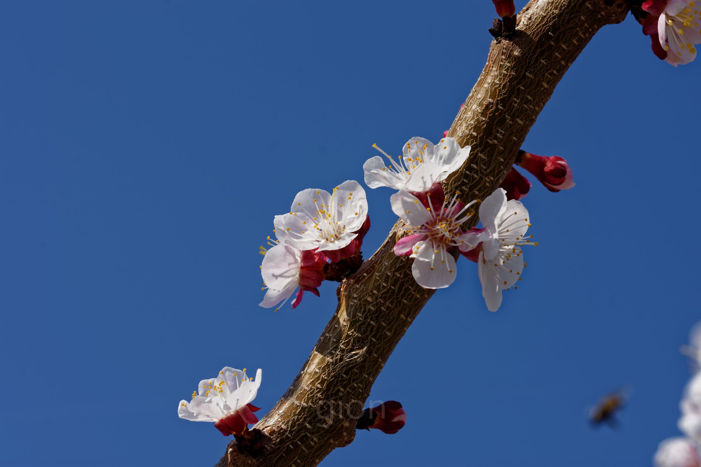 Fiori di primavera 1