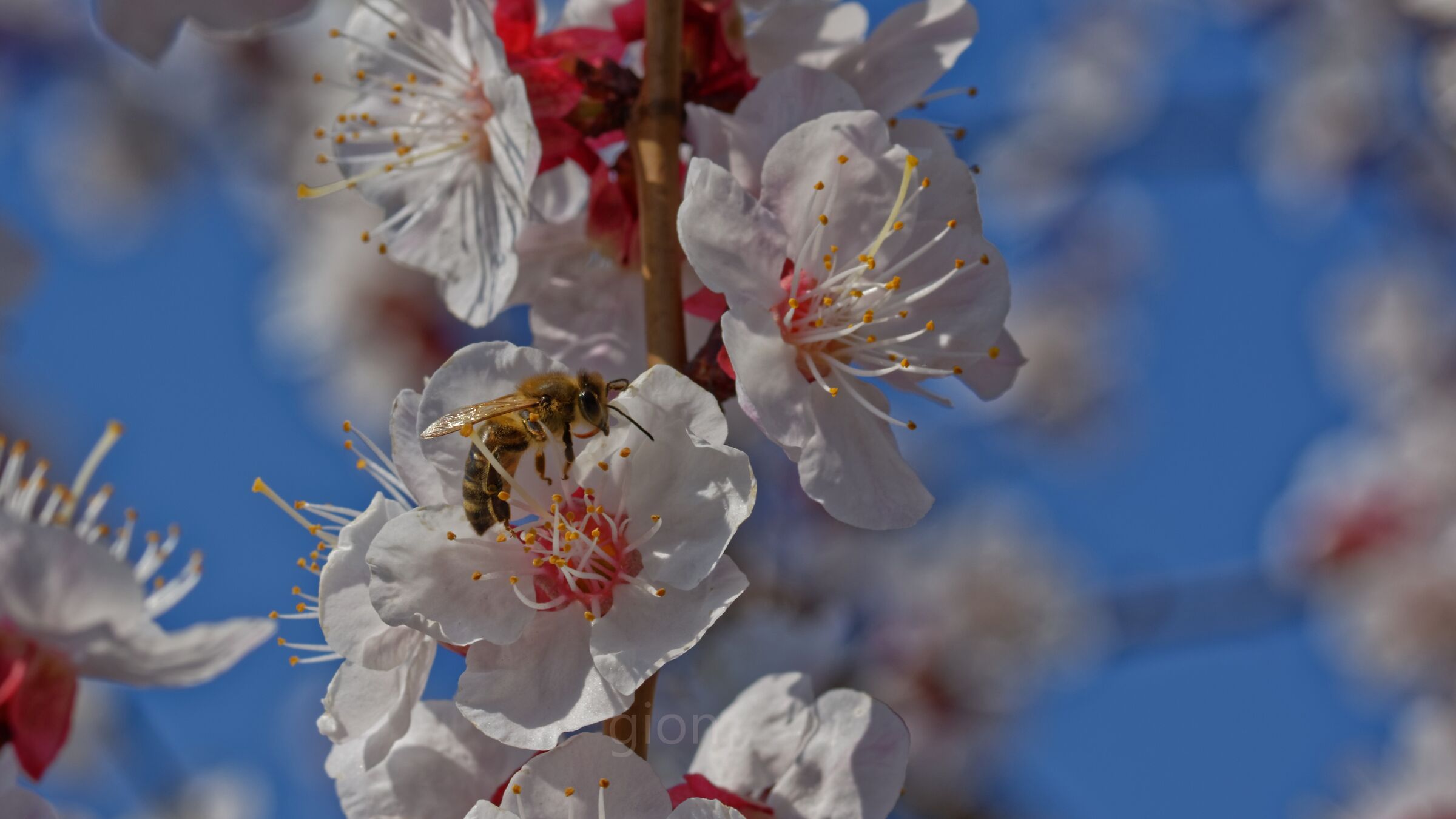 Fiori di primavera 2