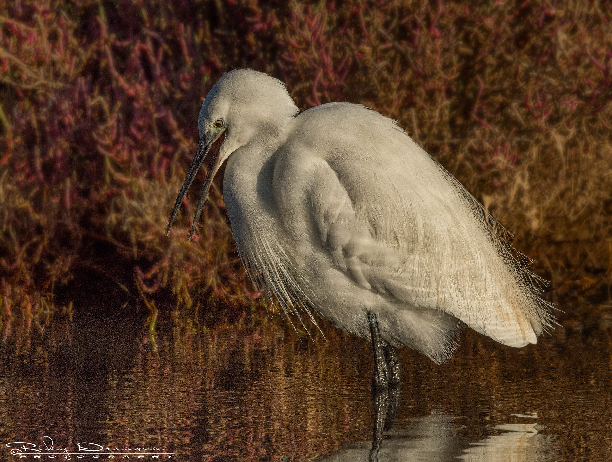 AaahAAAaah ti ho visto!!