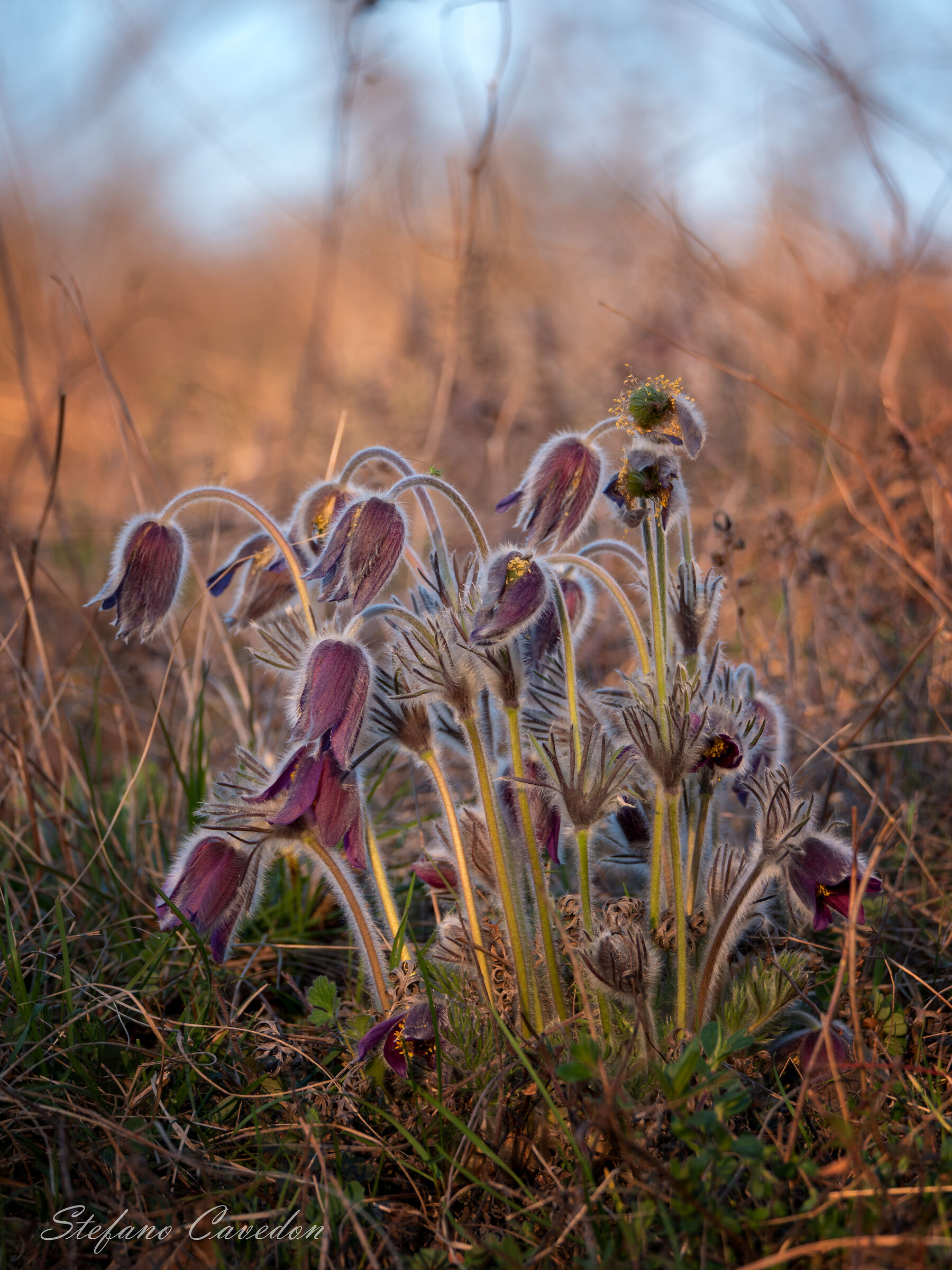 Pulsatilla montana (Hoppe)