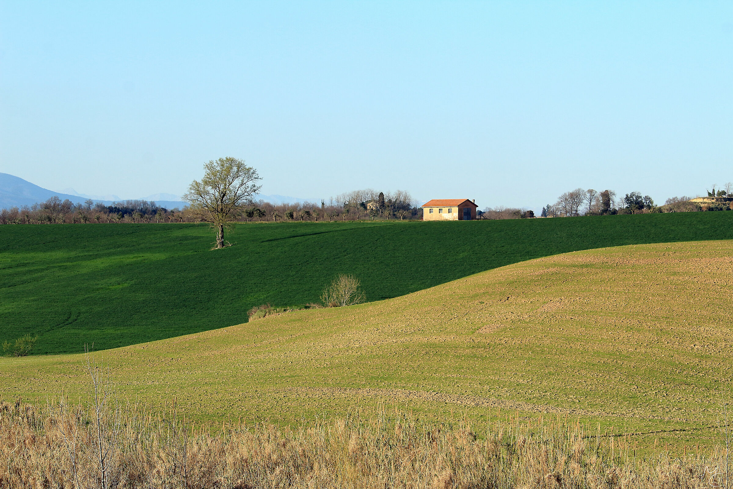 L'albero e la casa sulla collina