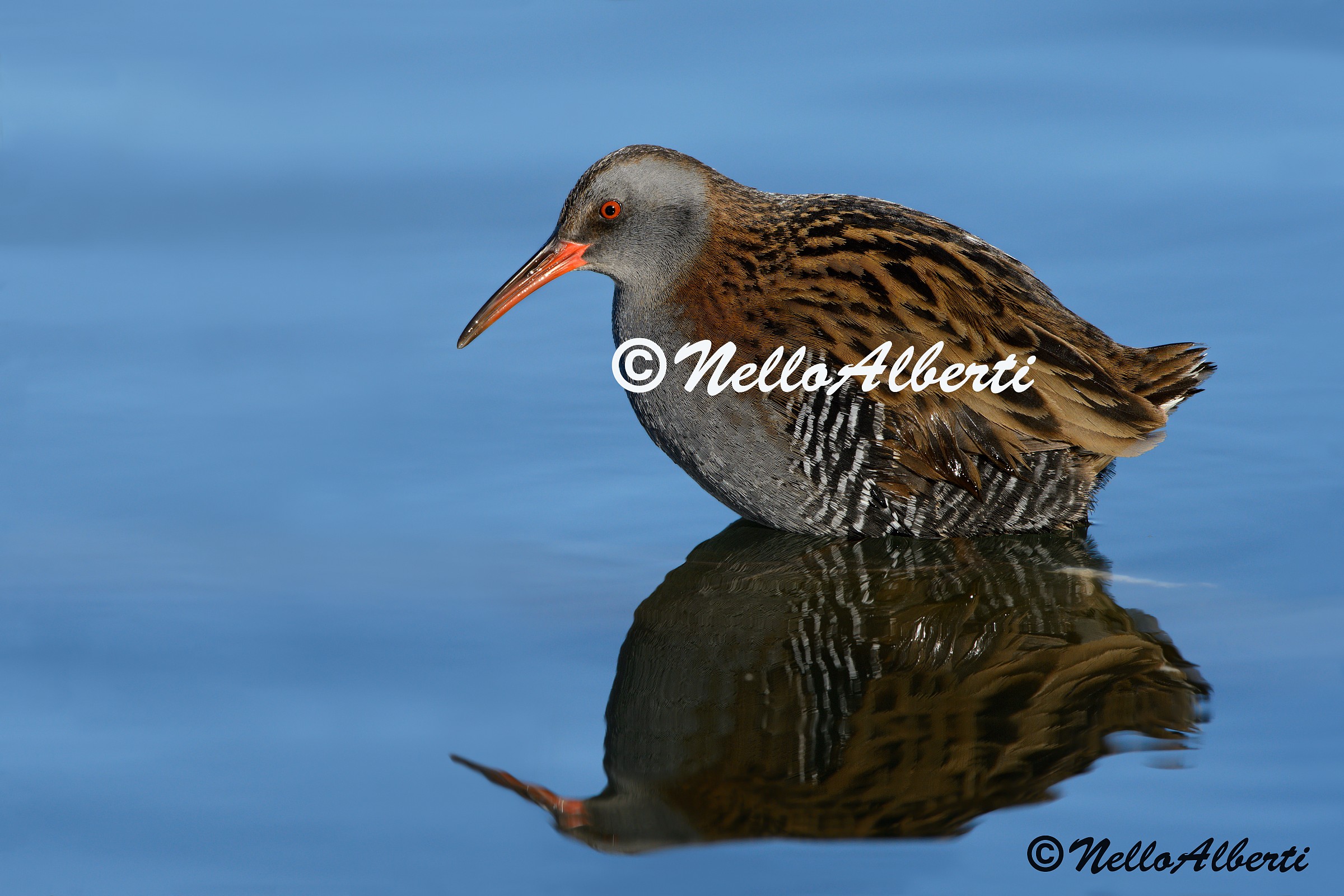 porciglione in water