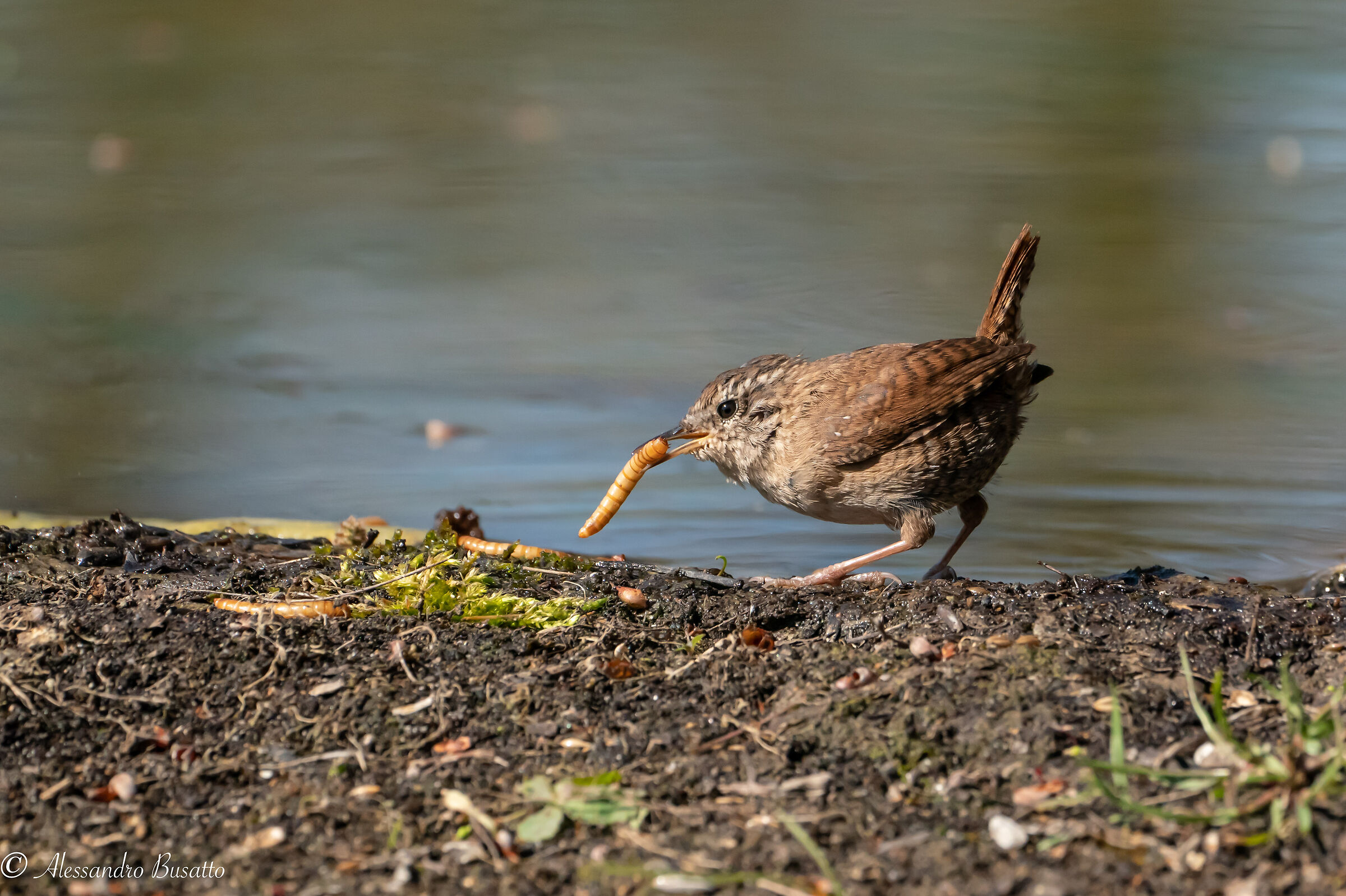 Scricciolo "spettinato" con preda