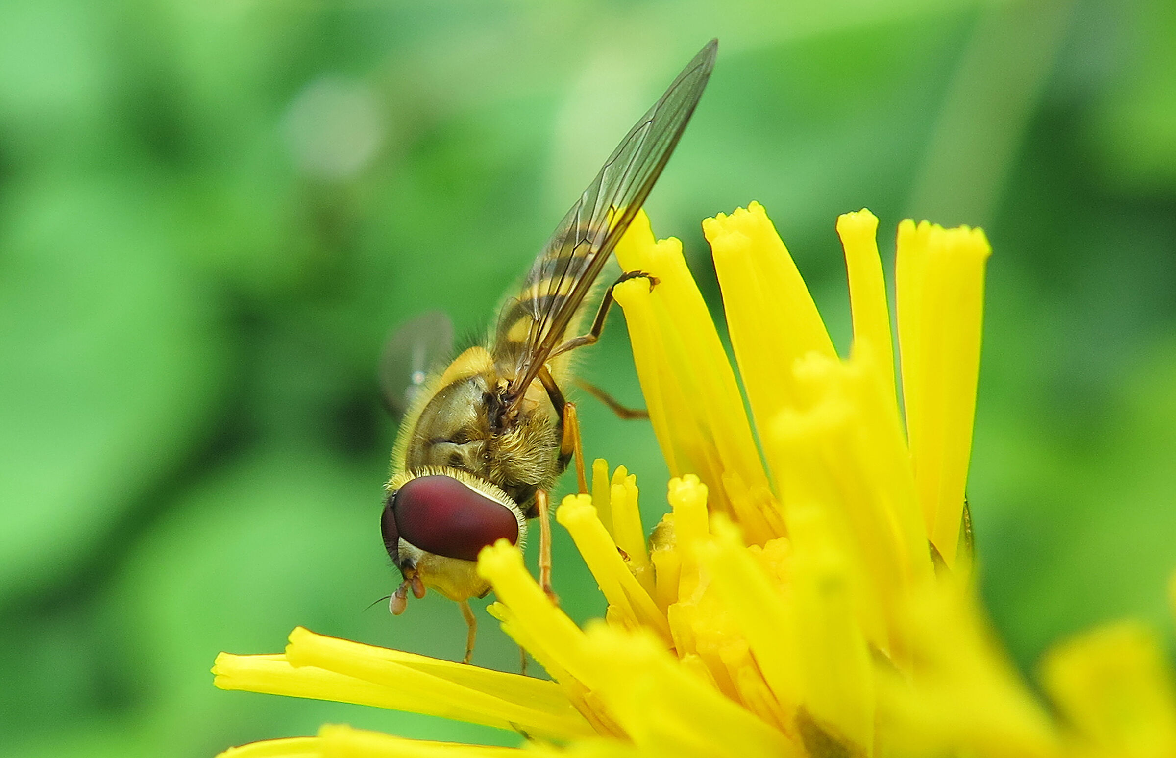 Macro from compact Canon :)