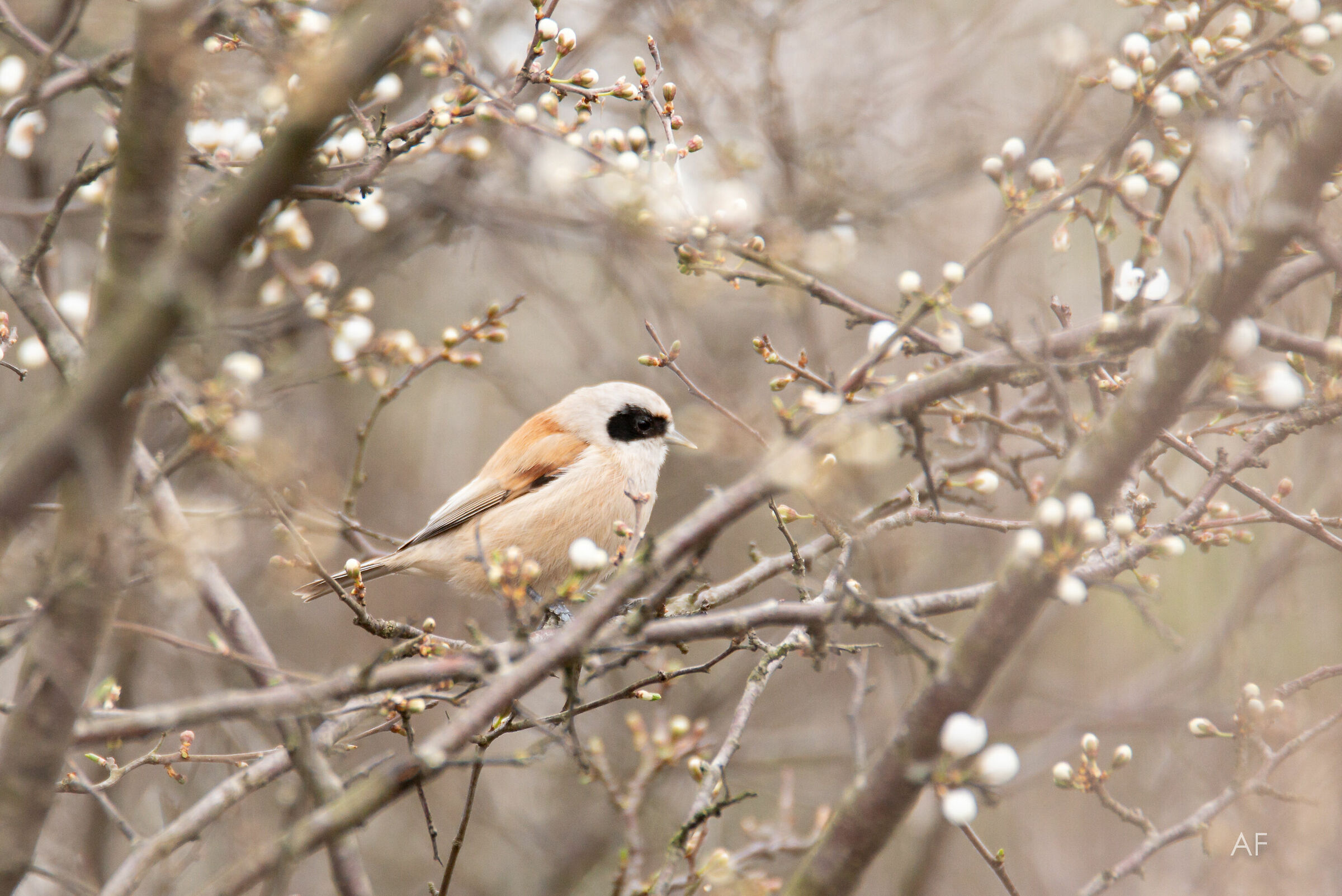 Il pendolino e la primavera...
