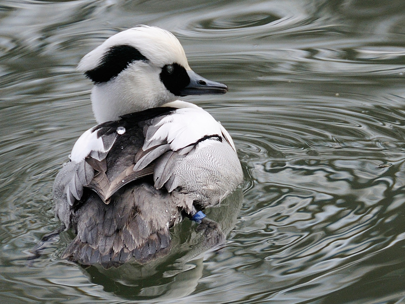 (parco cicogne di Racconigi)