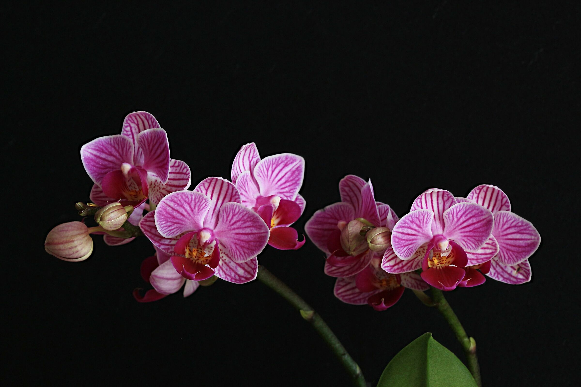 Phalaenopsis