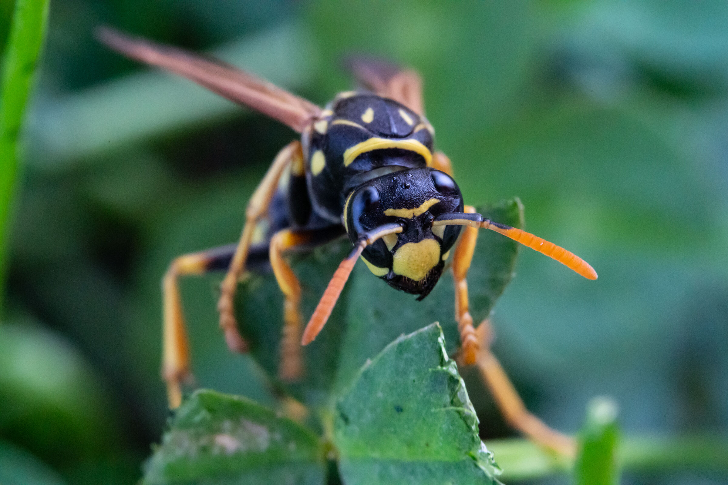Wasp