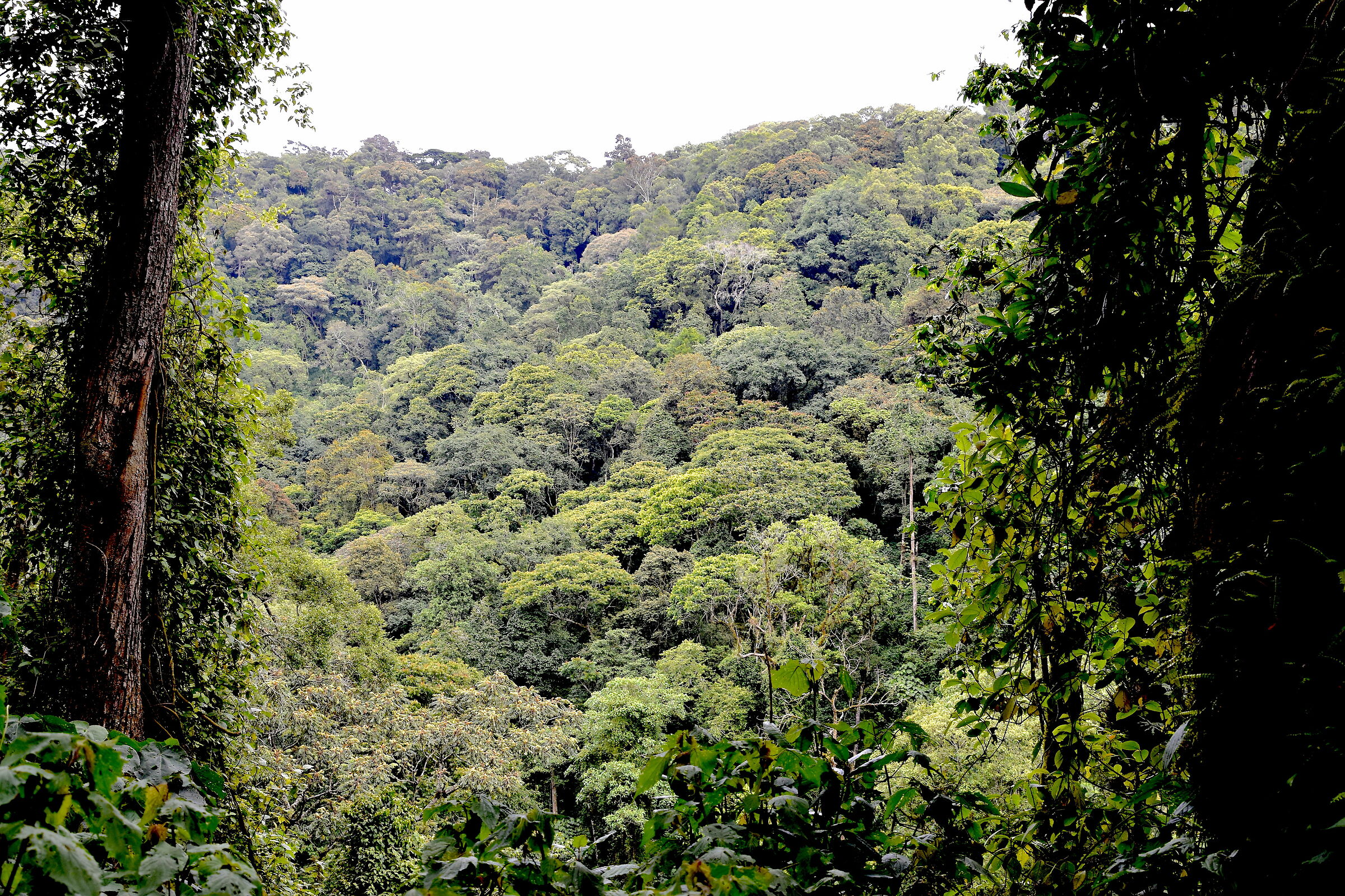 La foresta Impenetrabile