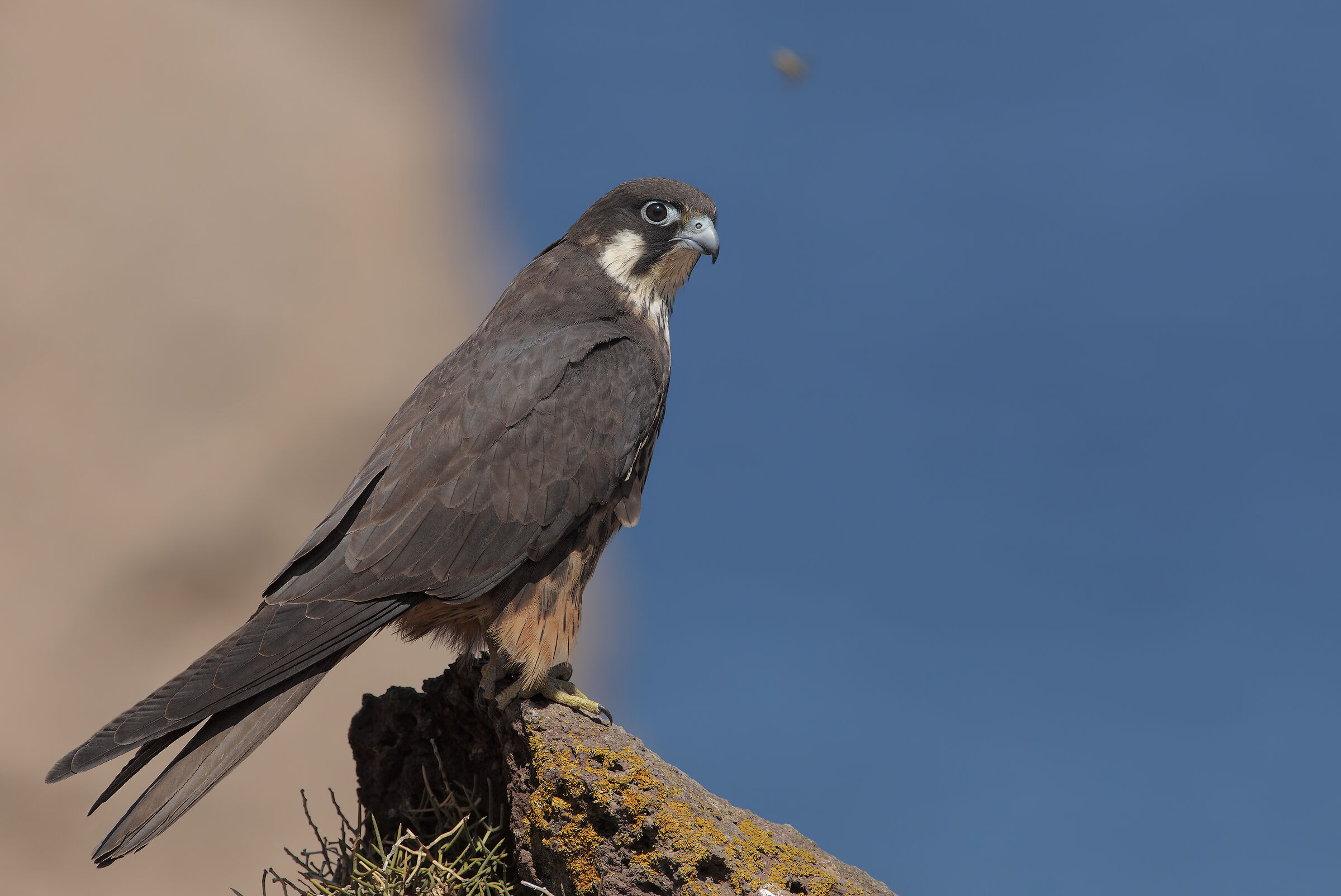 falco della regina (rielaborata)