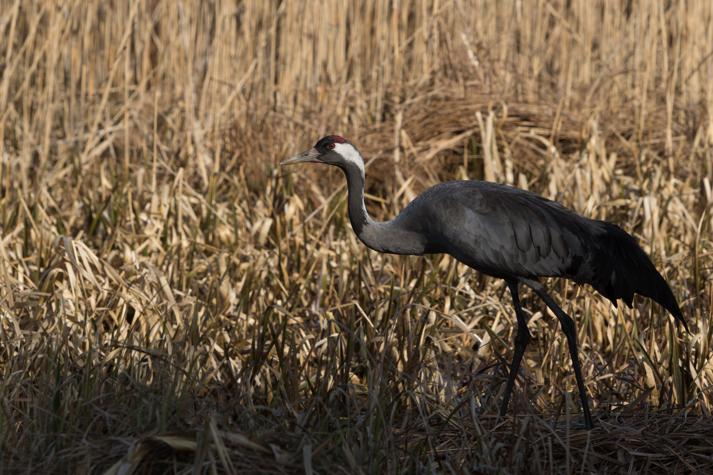 Gru comune (Grus grus)