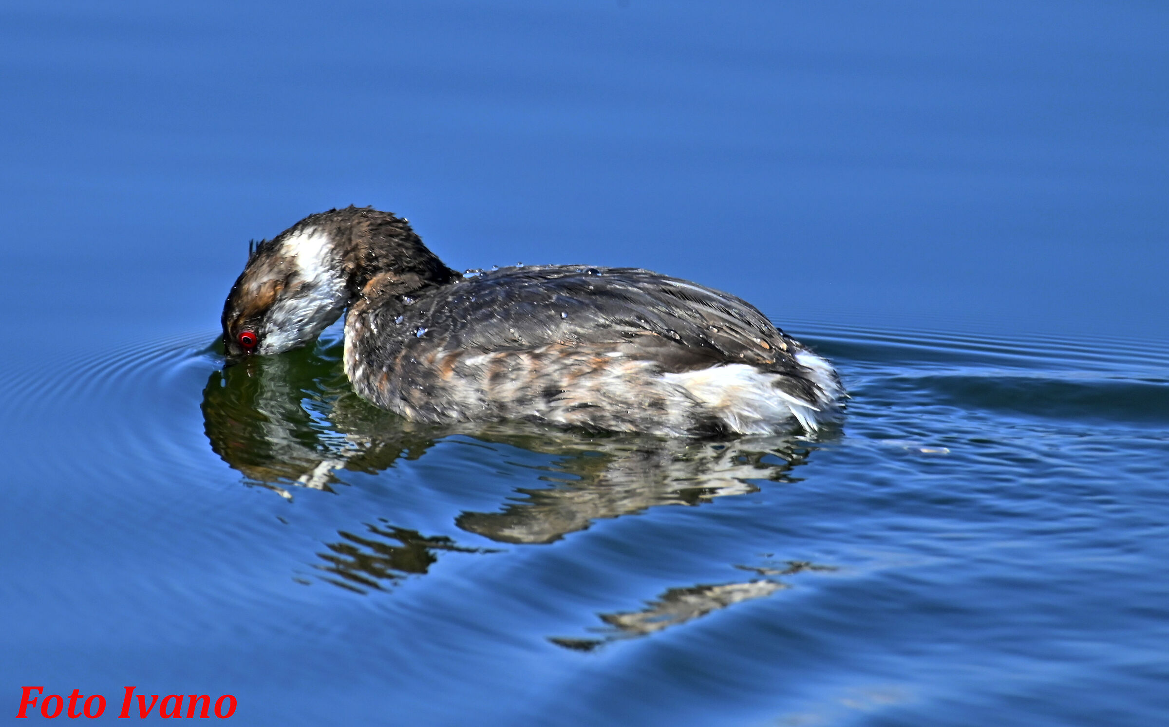 Grebe Looking for fishes