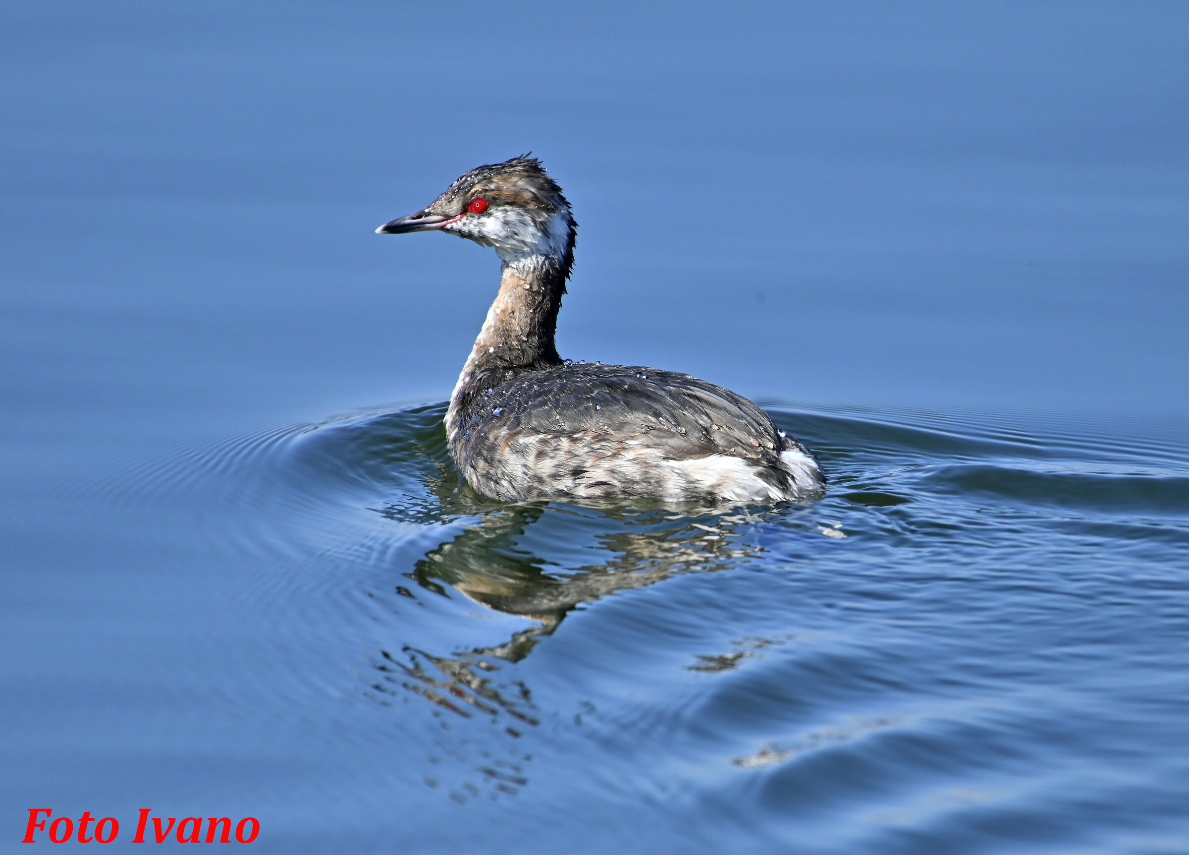 The Horned Grebe