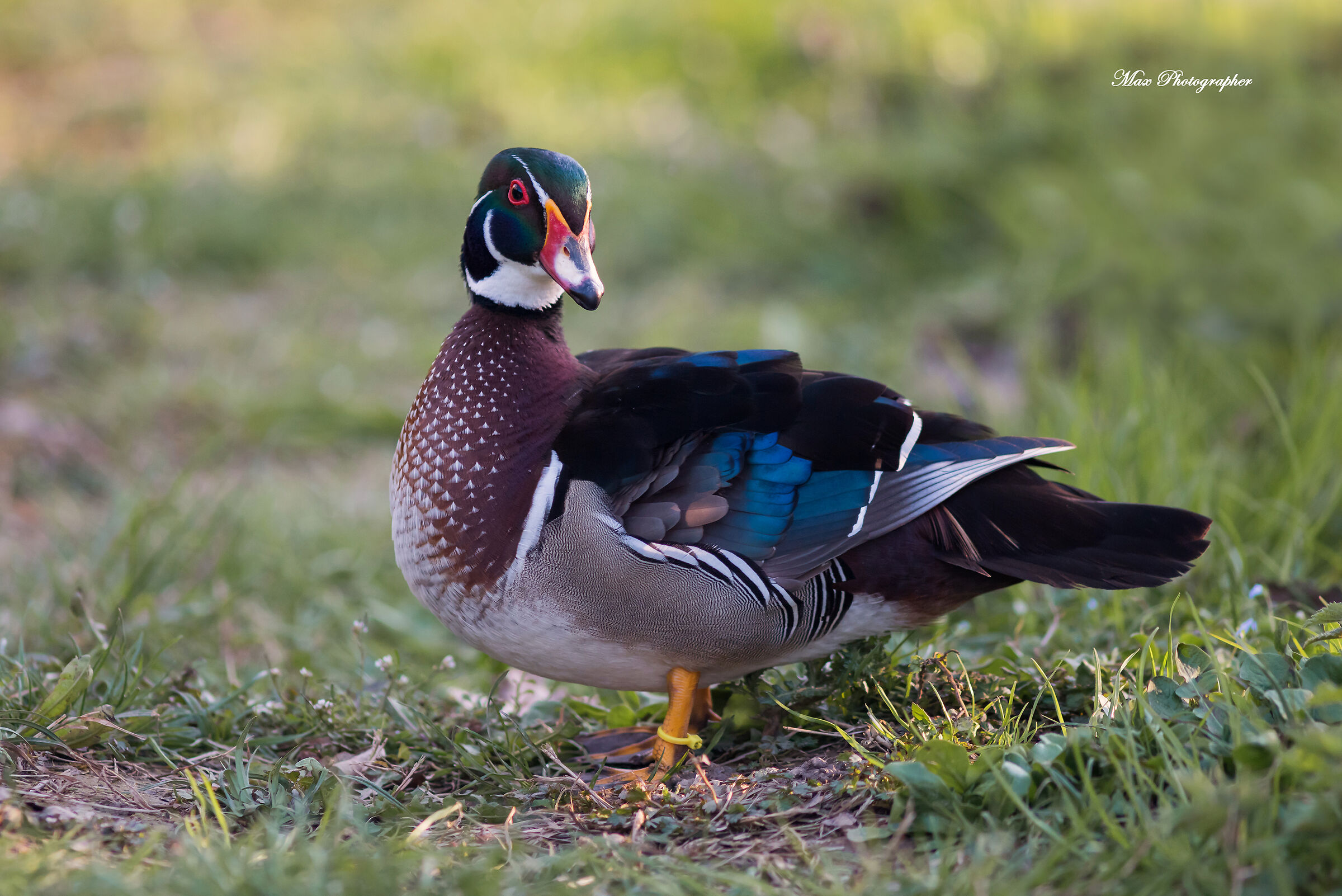 Carolina (Aix sponsa)