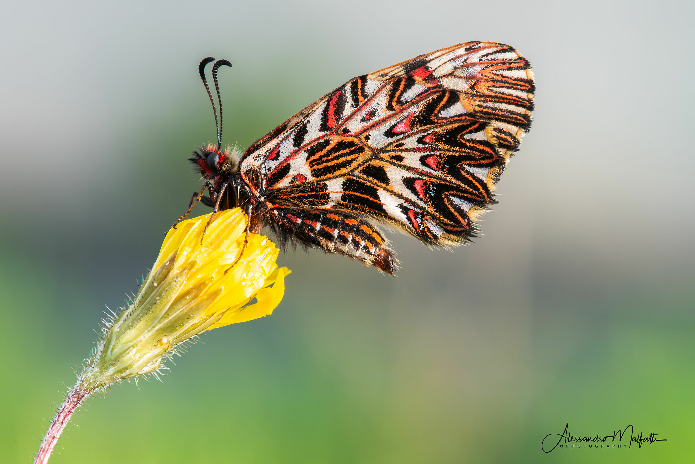 Zerynthia polyxena