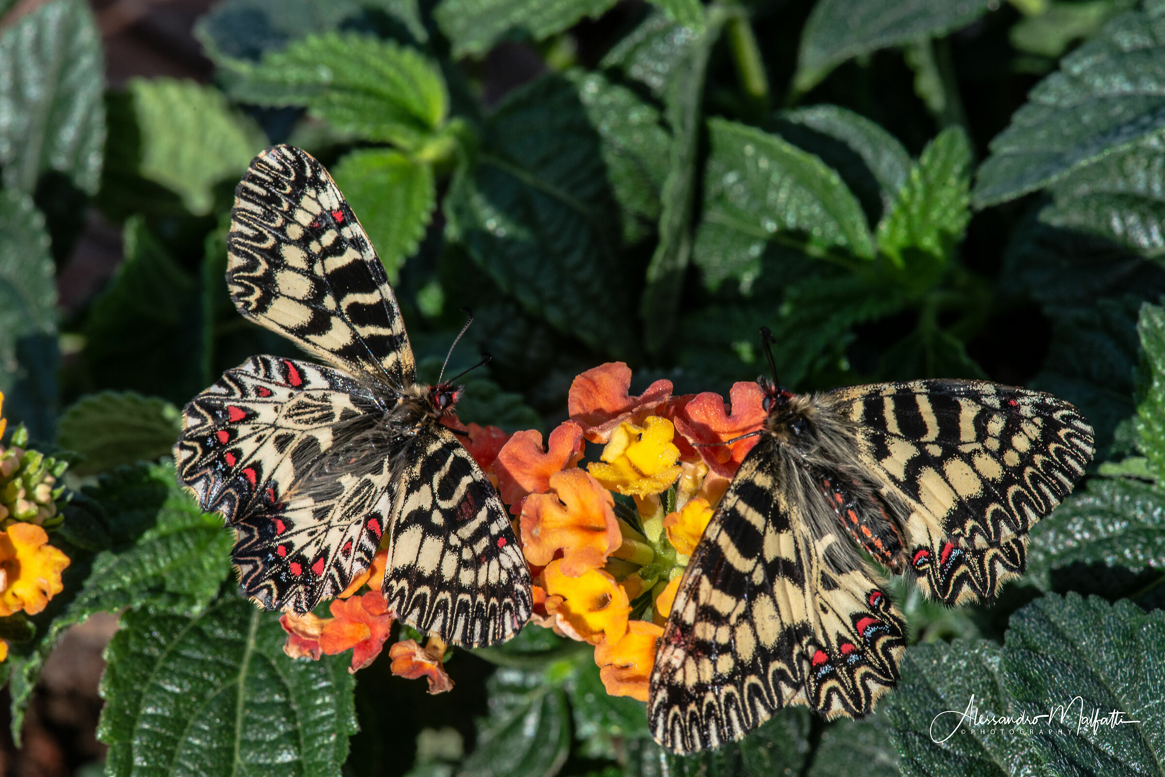 Zerynthia polyxena a mano libera