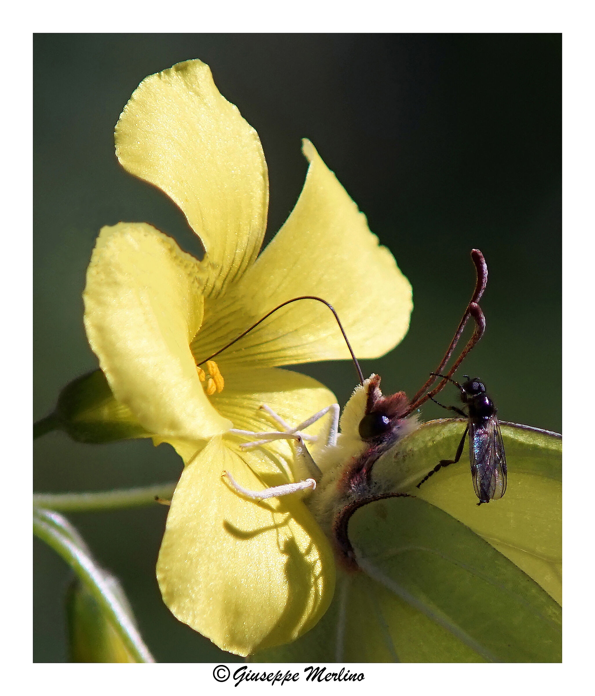 The Citronella antenna