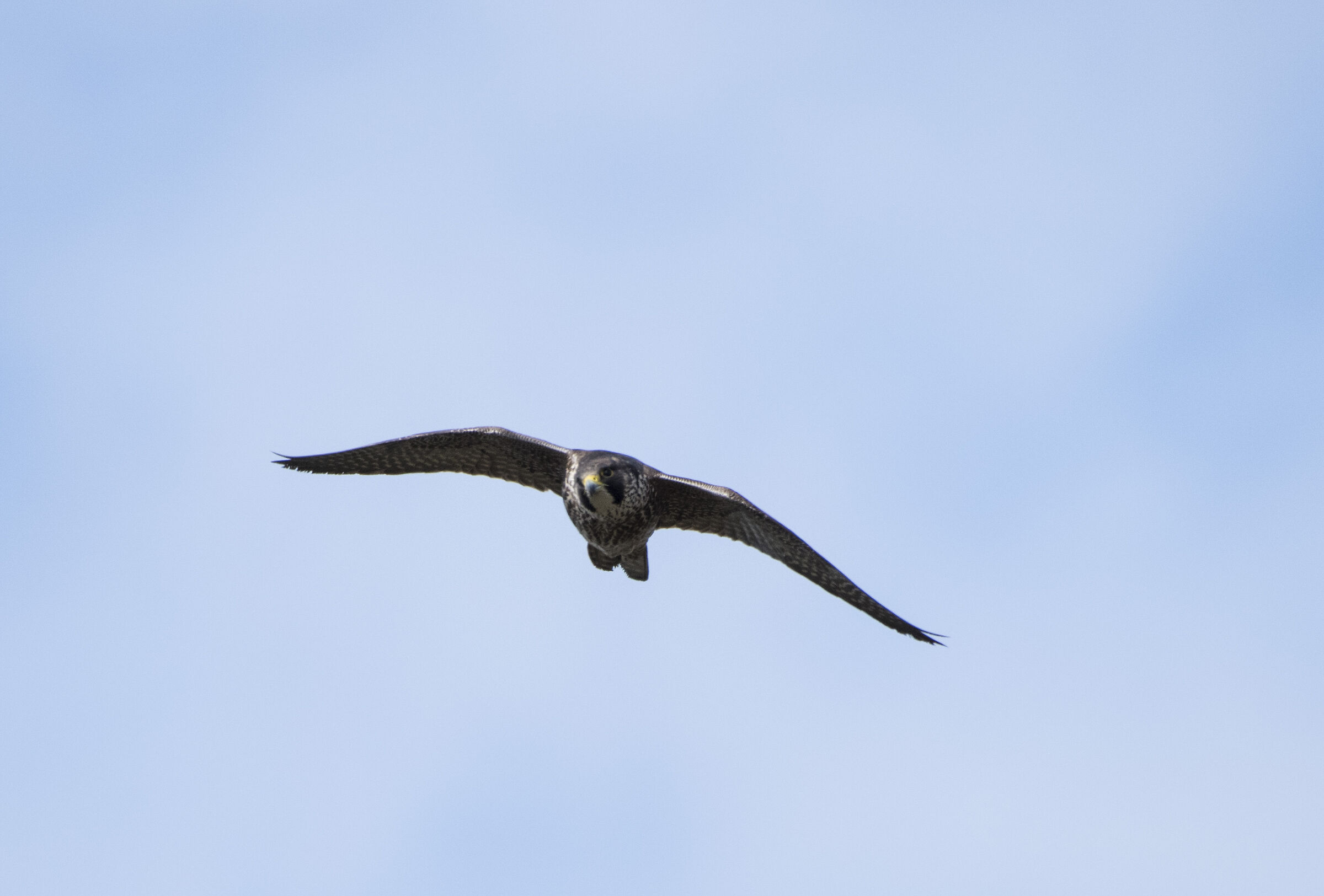 Peregrine Falcon