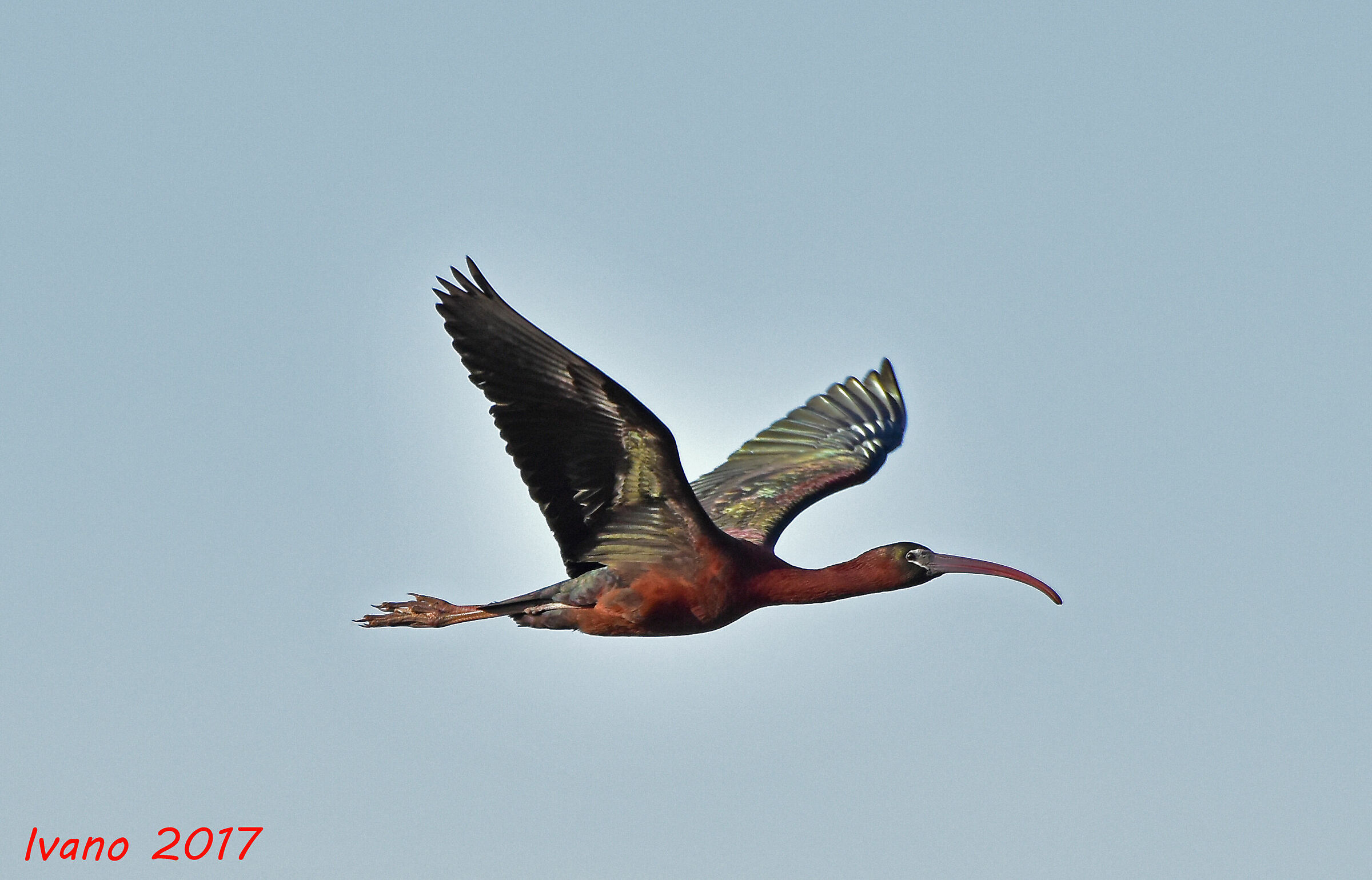 Glossy Ibis