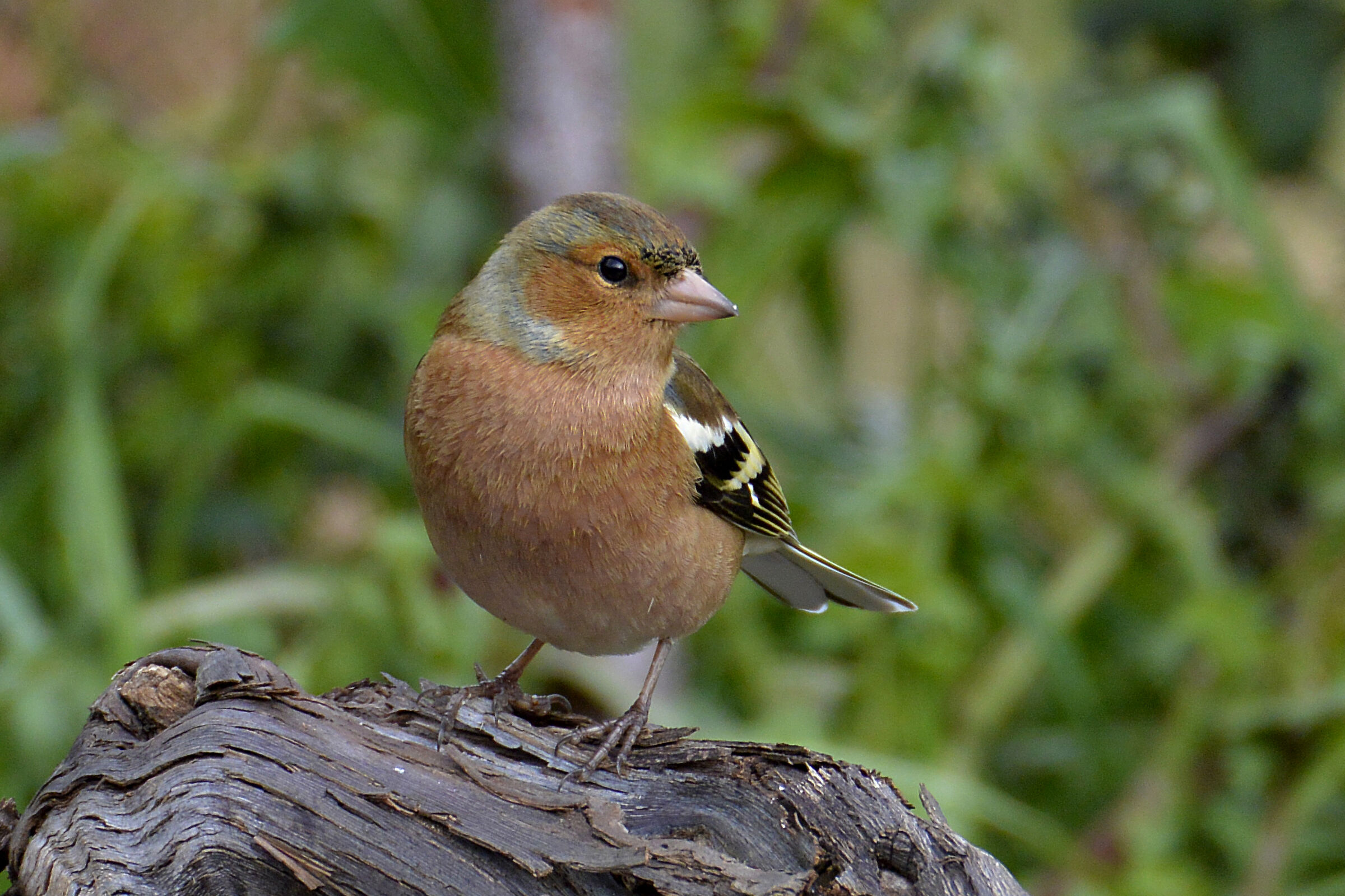 Chaffinch