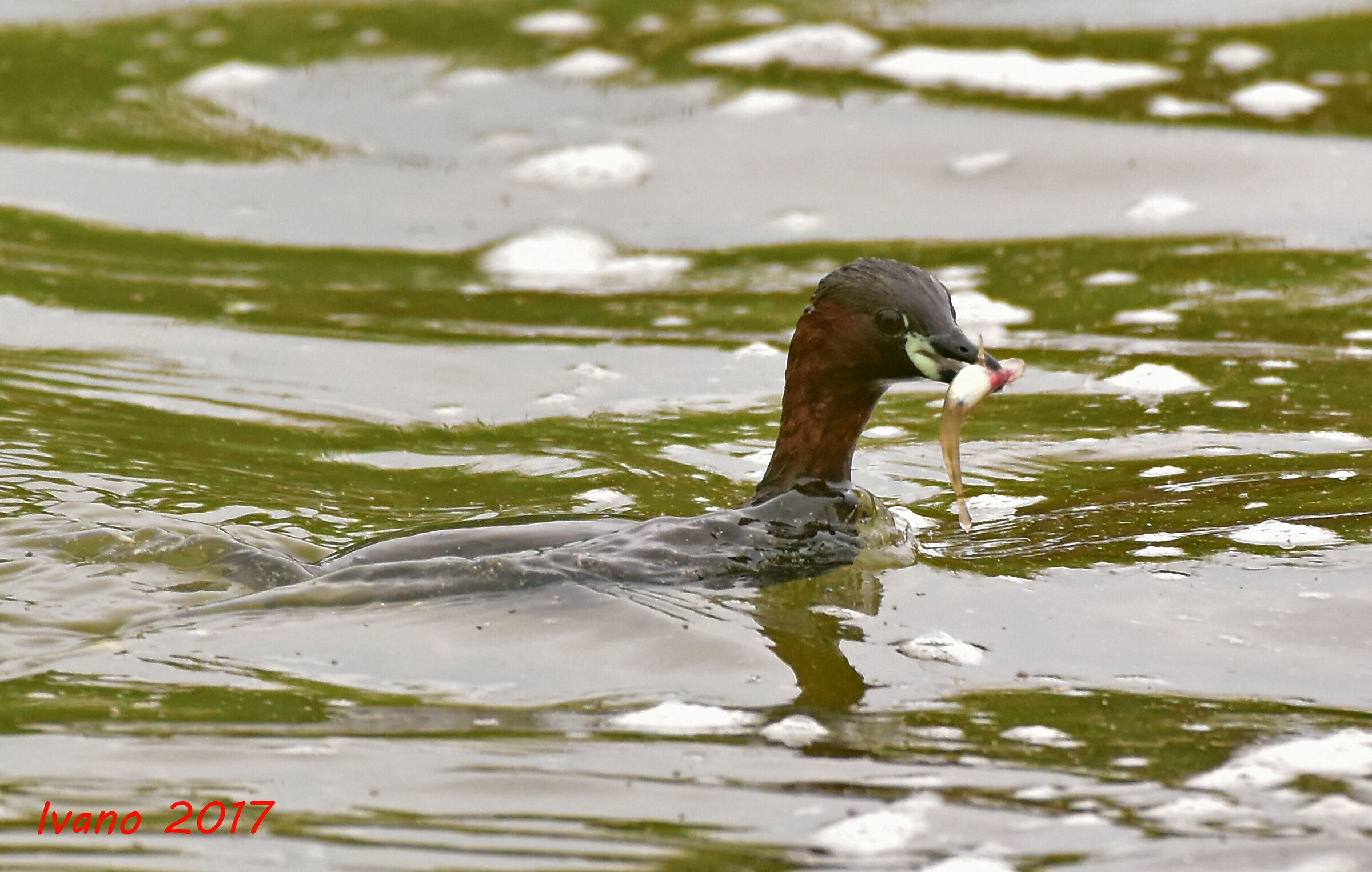 Little Grebe