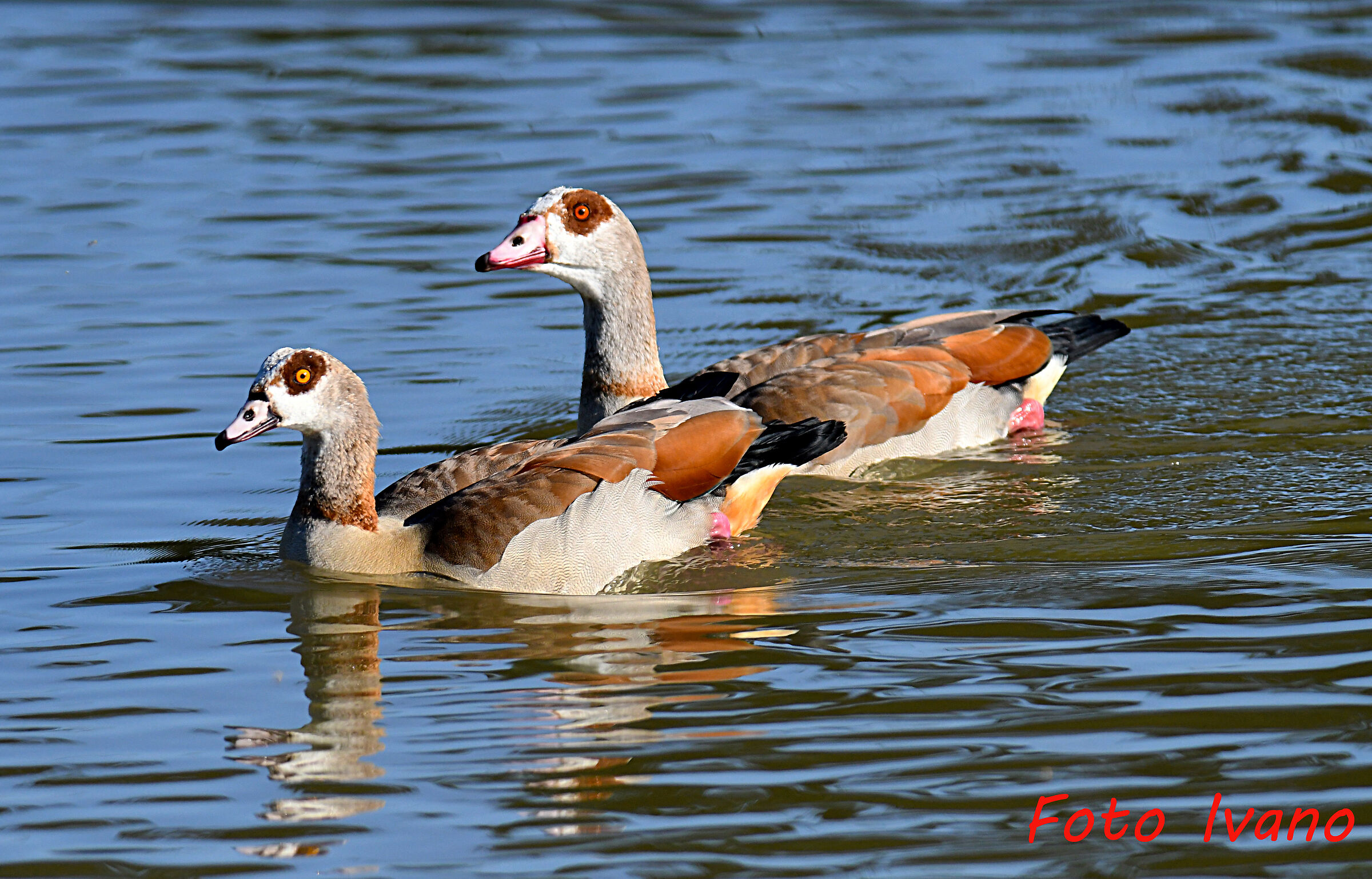 Egyptian Geese