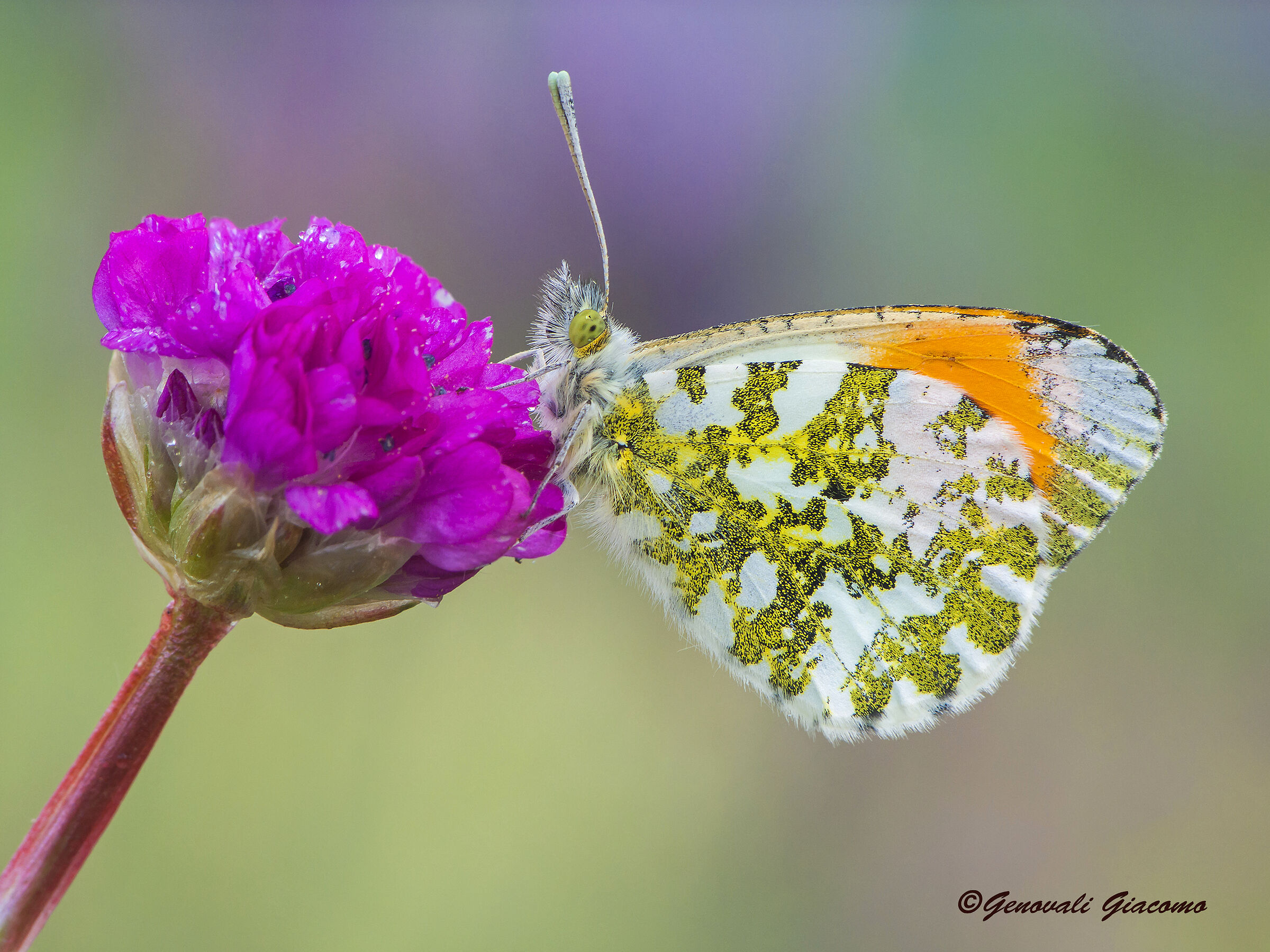 Cardamines in the eye of the S100