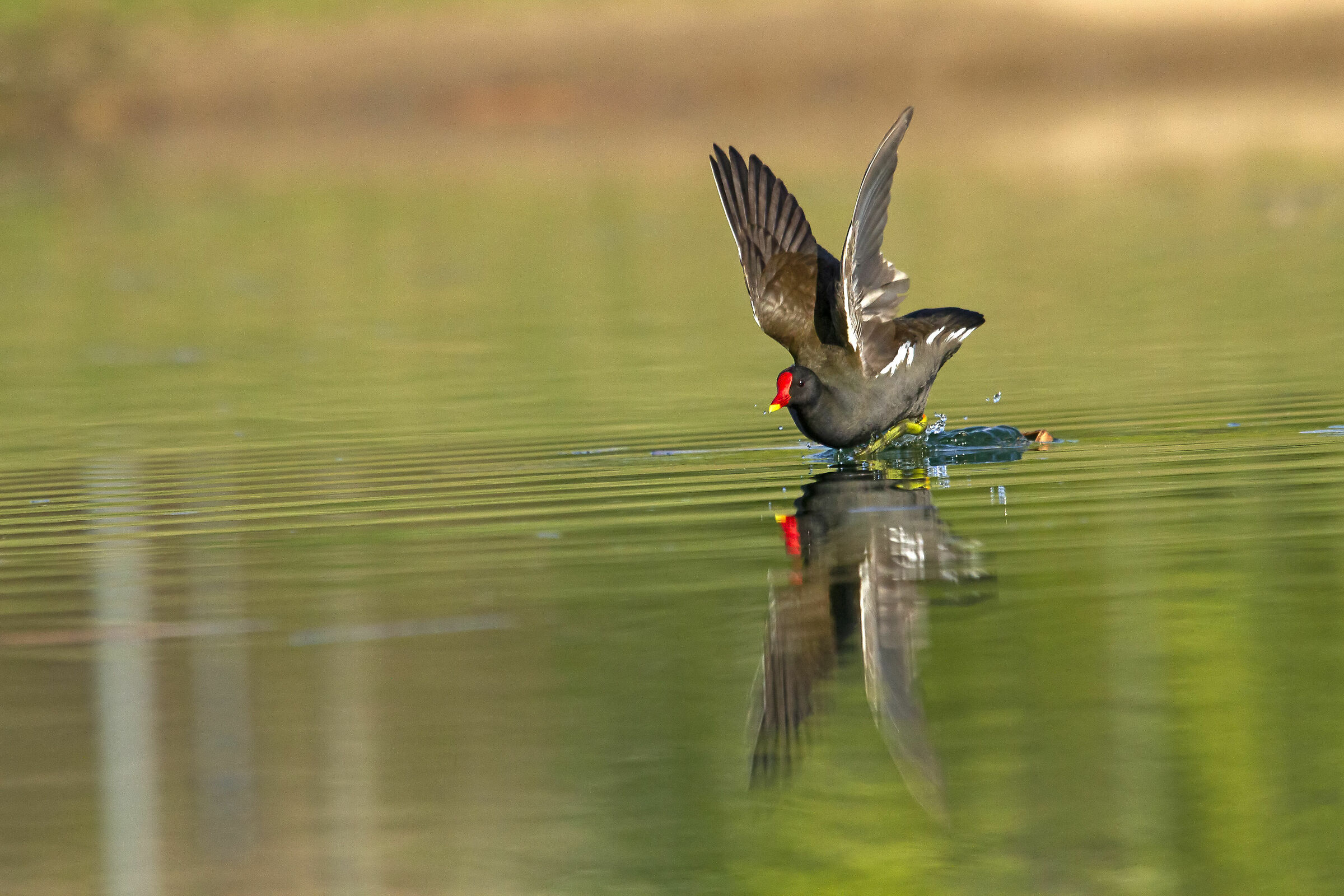 Gallinule