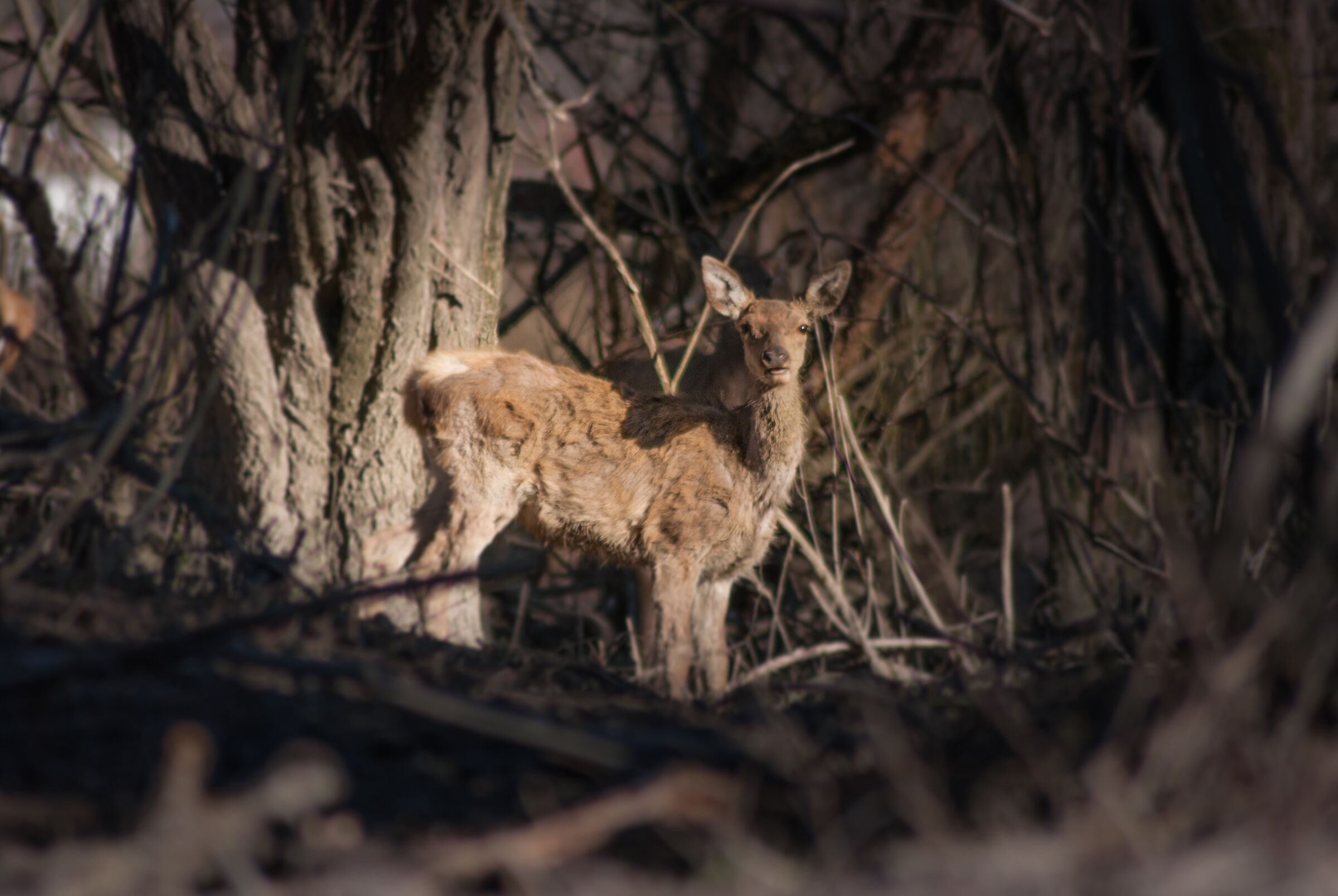 Un cucciolo nel bosco