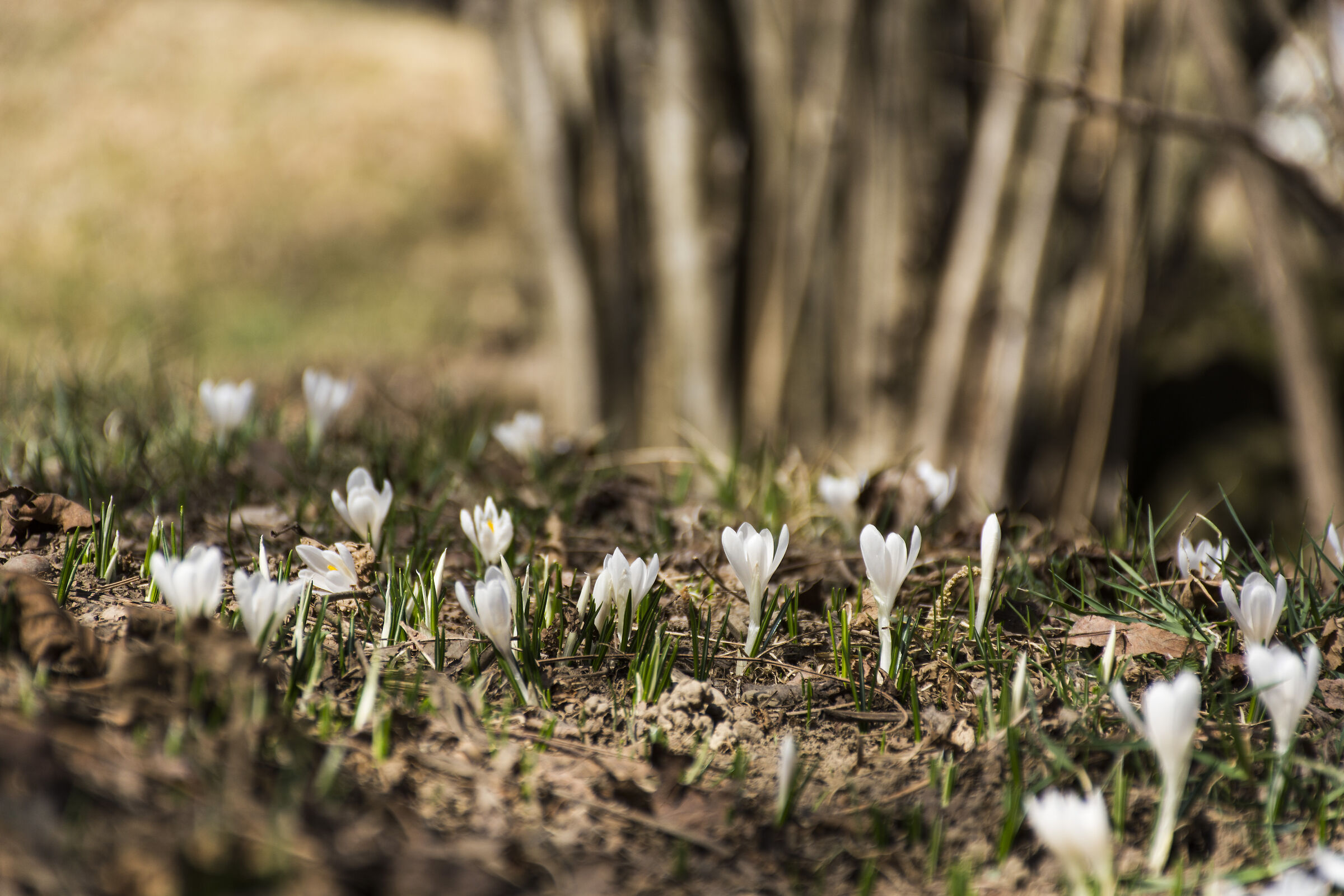 Spring Advances in Val Brembana