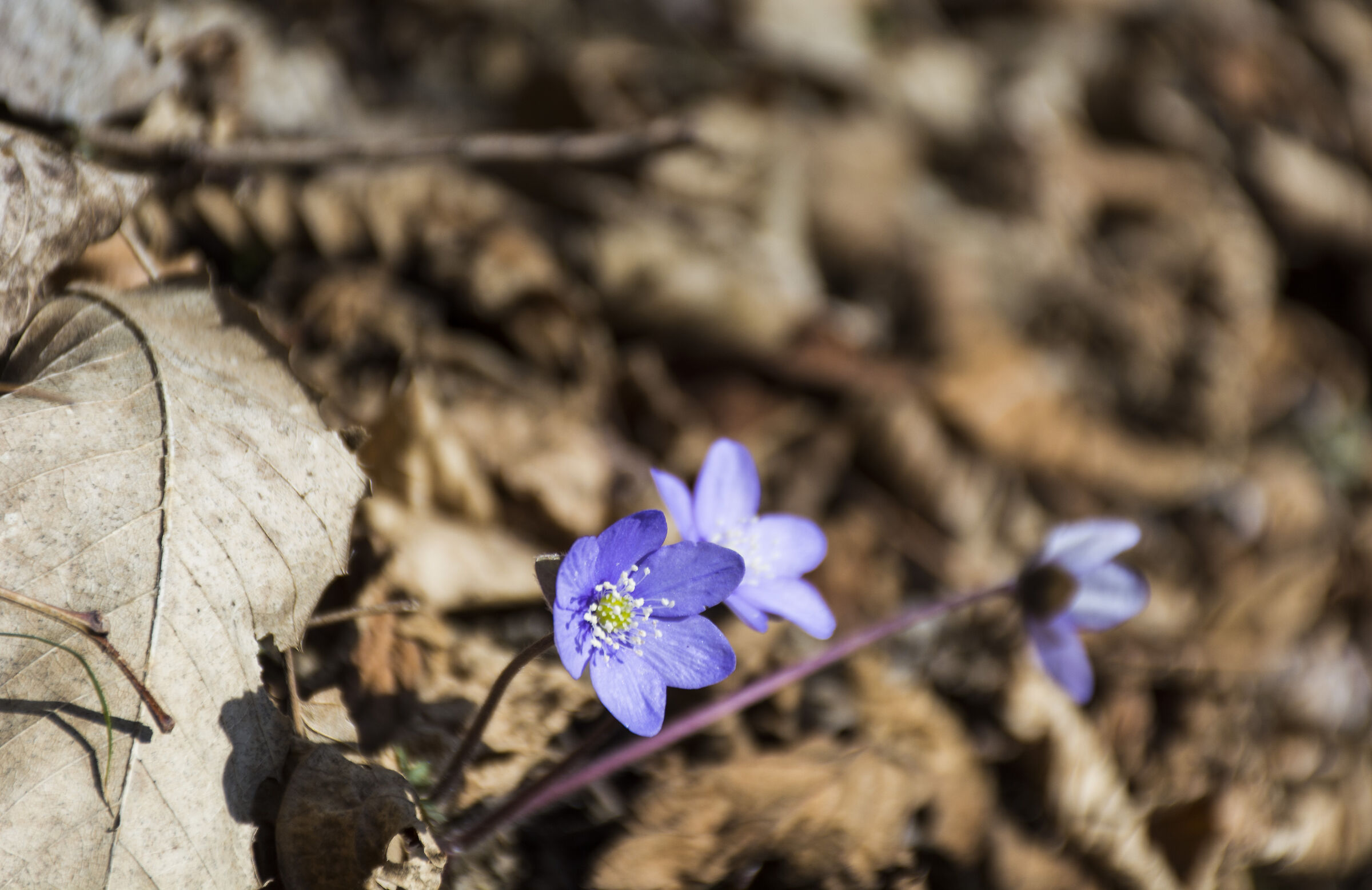 Spring Advances in Val Brembana