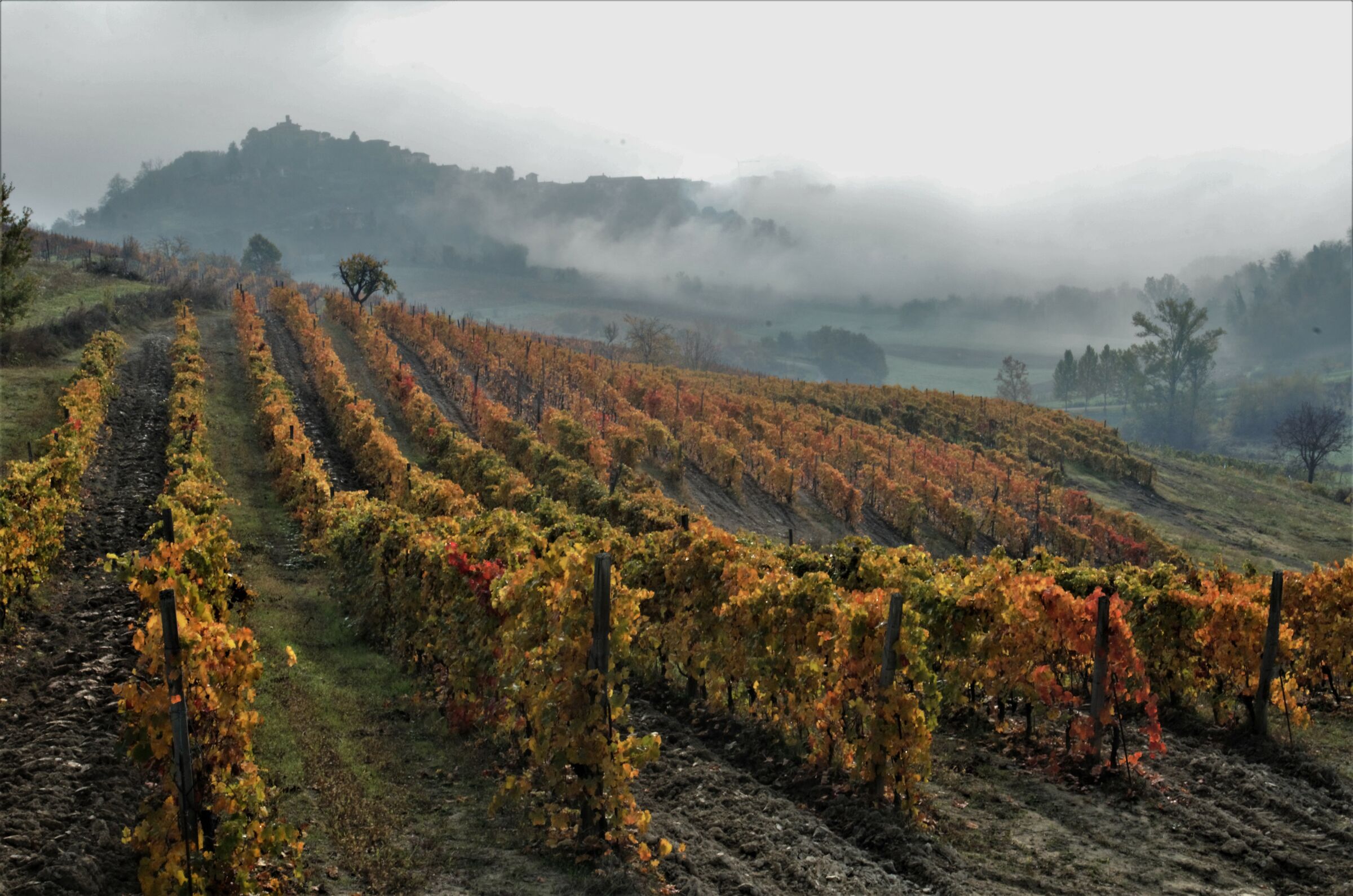 Autumn colors in Monferrato