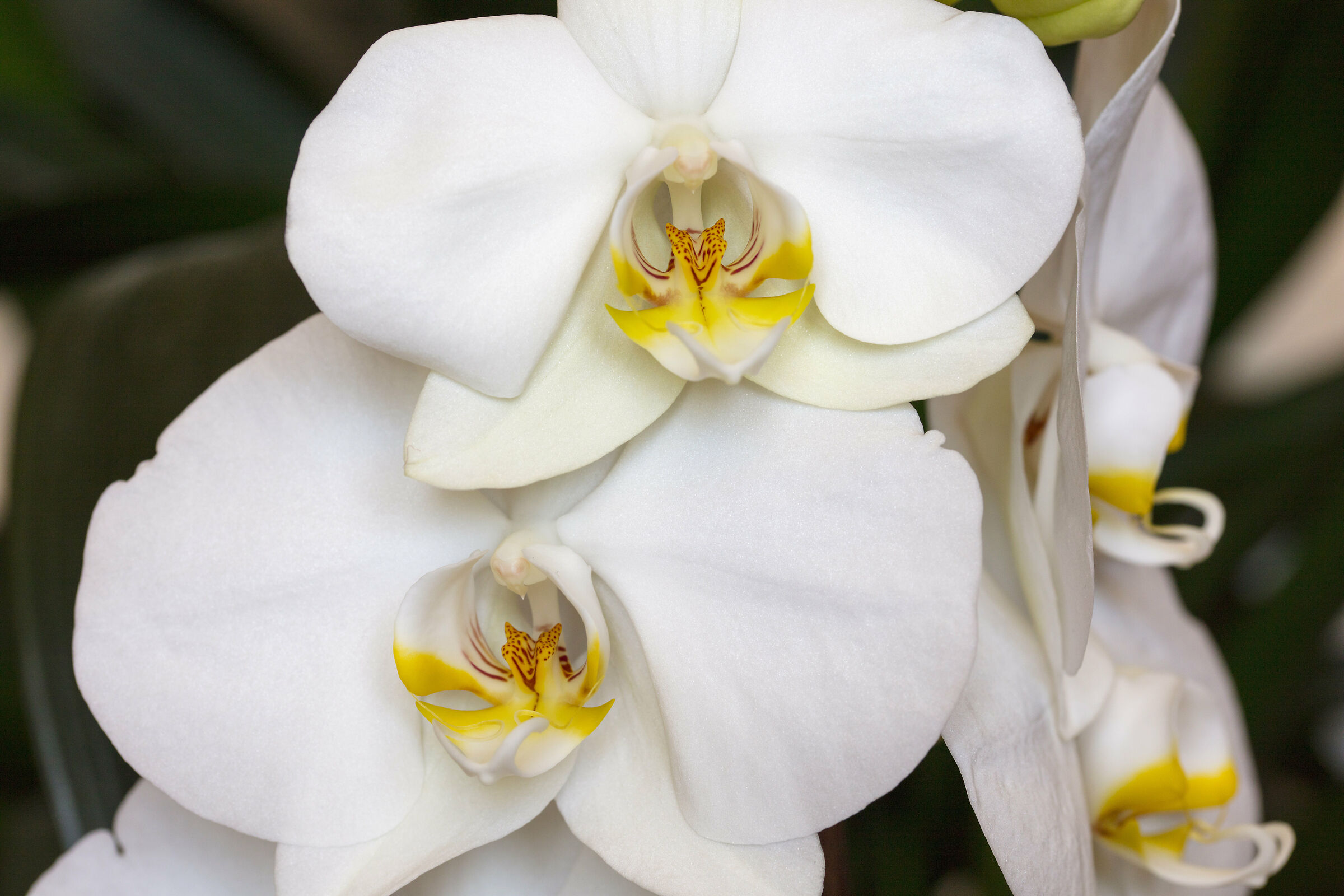 Orchidee in primo piano