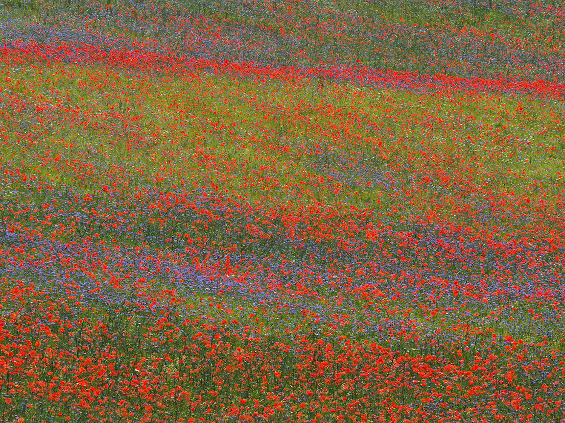 Multicolor floreale
