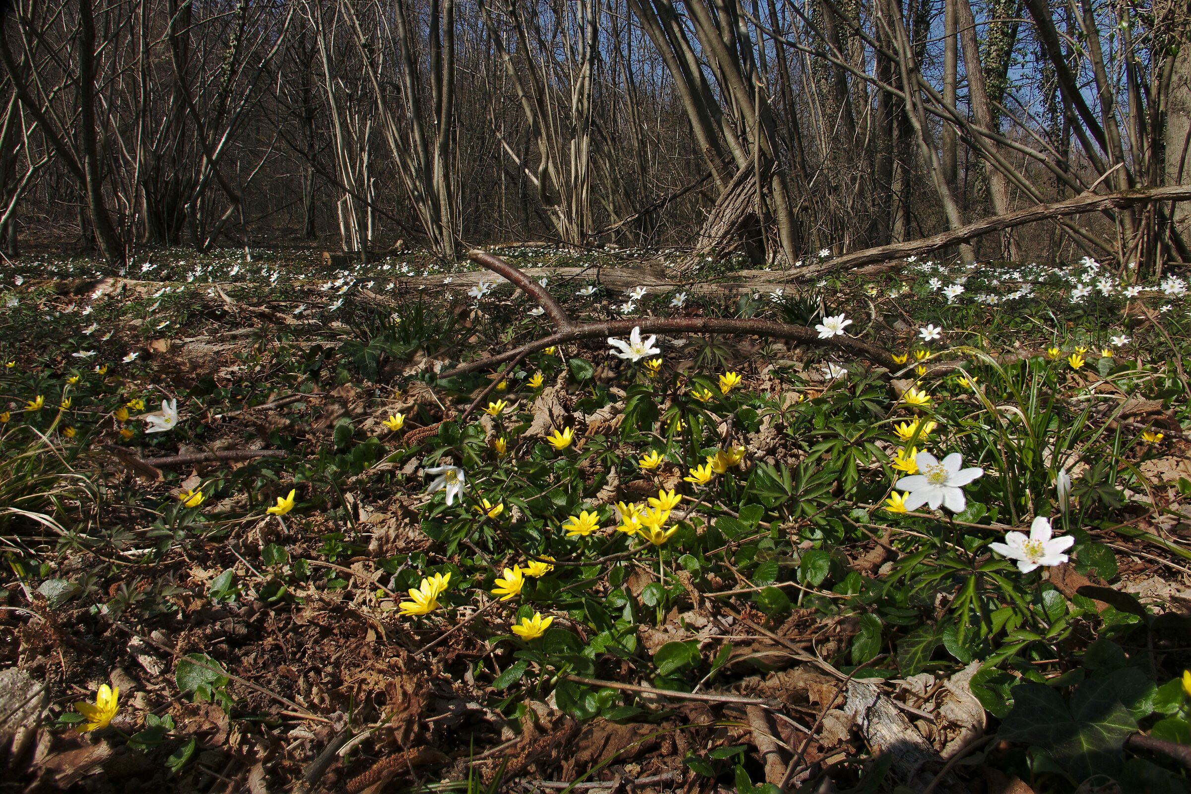 favagelli e anemoni nel sottobosco