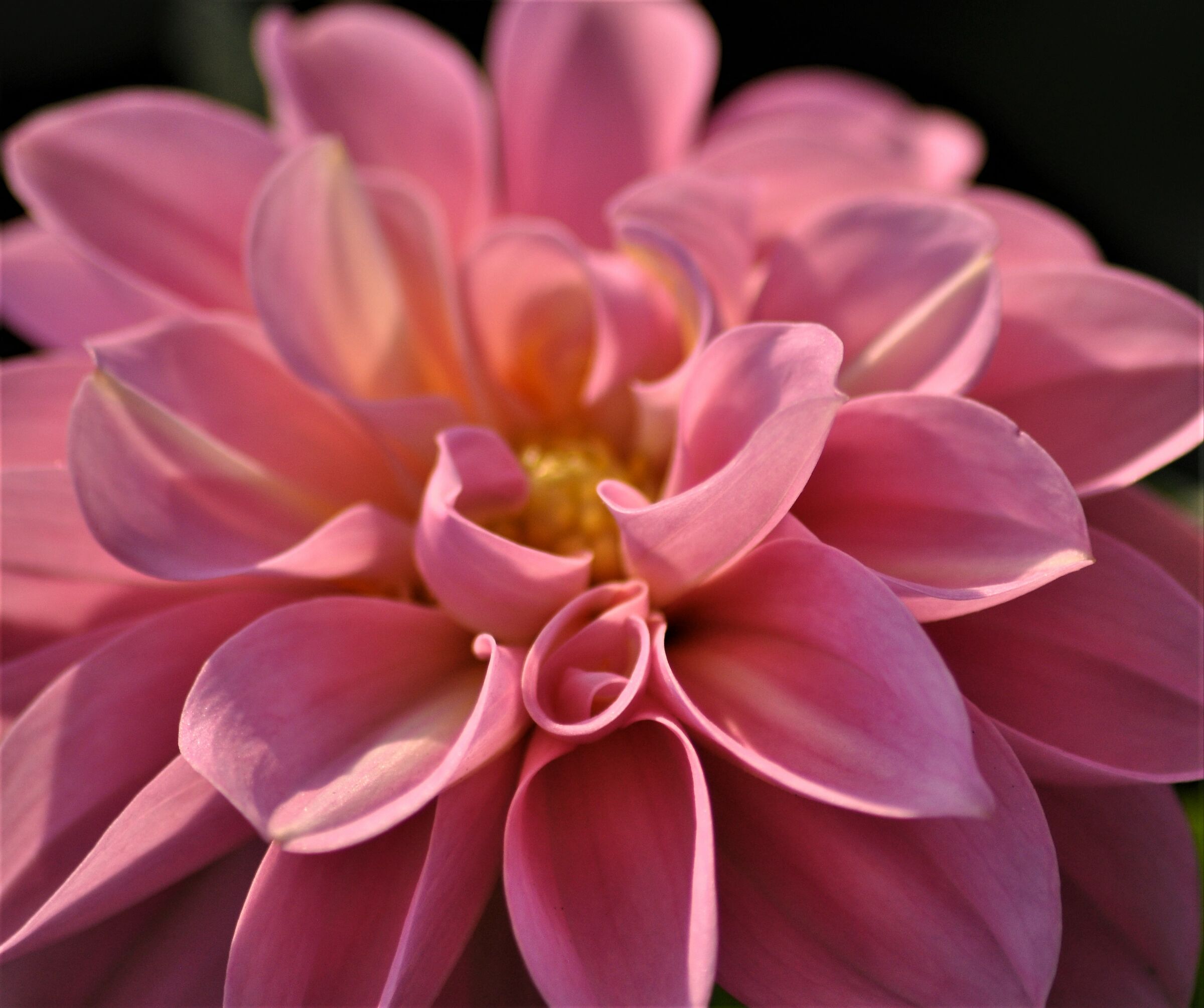 ...tonalità di rosa...