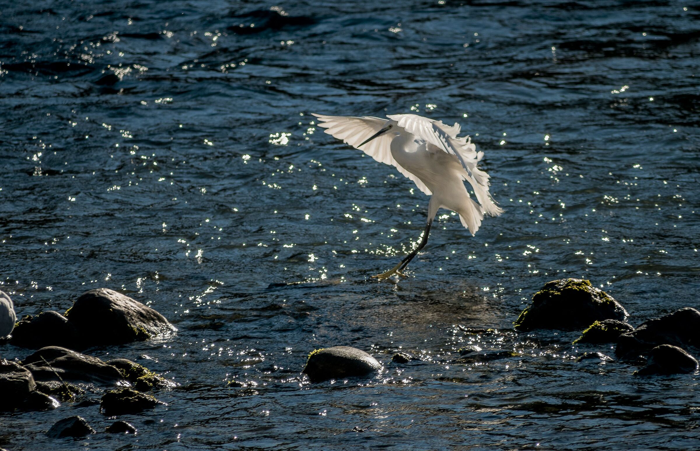 L'ombrellino parasole......
