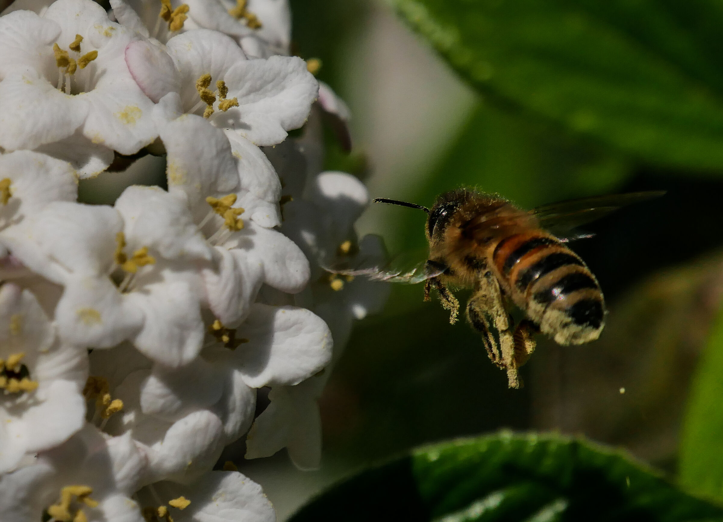 Spitfire to Jasmine Pollen