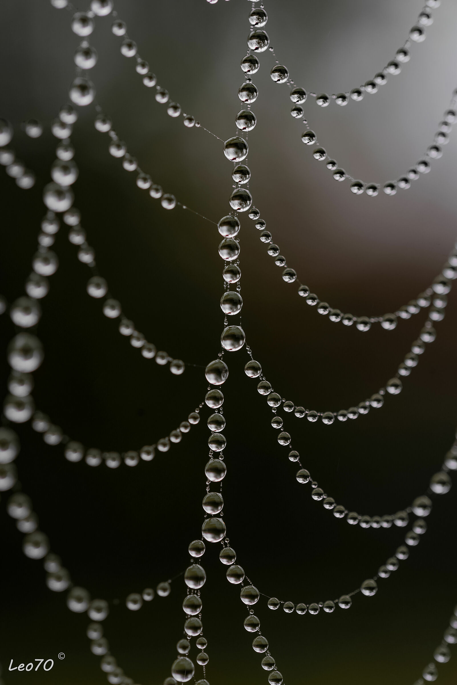 piccoli mracoli della natura