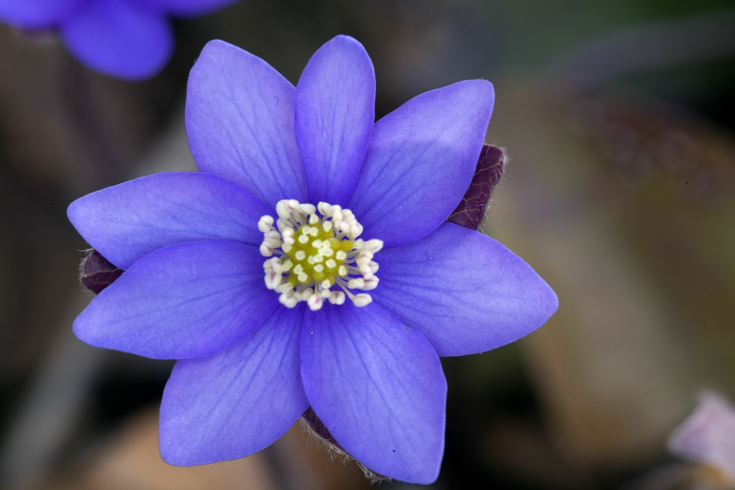 Hepatica Nobilis