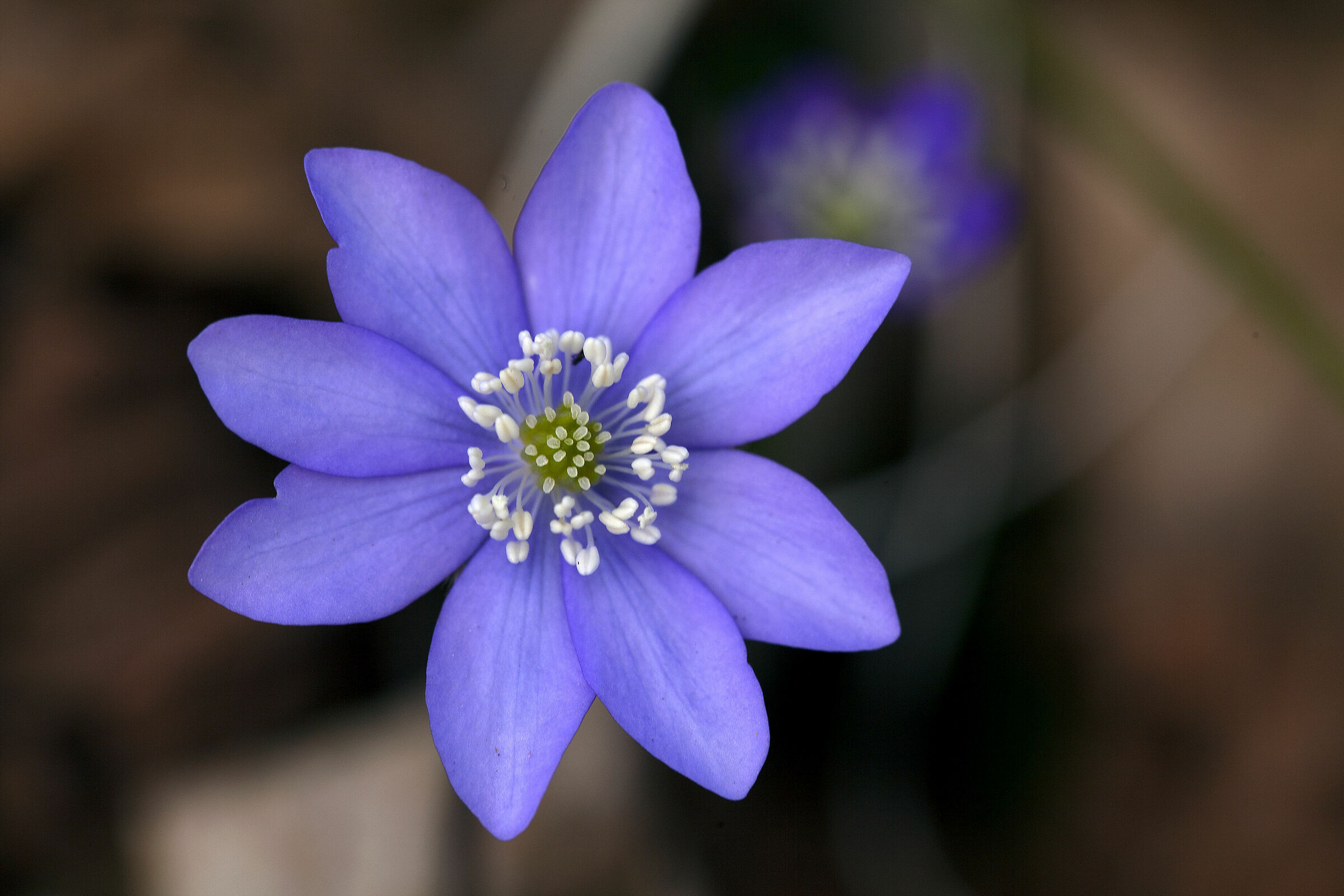 Hepatica Nobilis