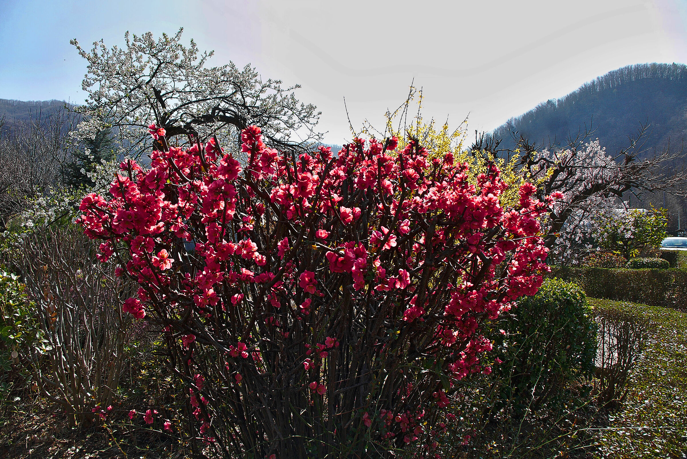 fiori di san Giuseppe