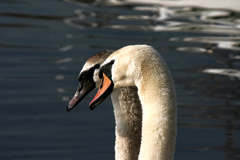 lo specchio dell'amore