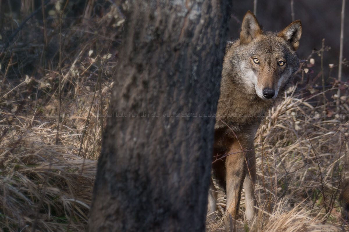 Wolf, click in controlled Environment, March 2019